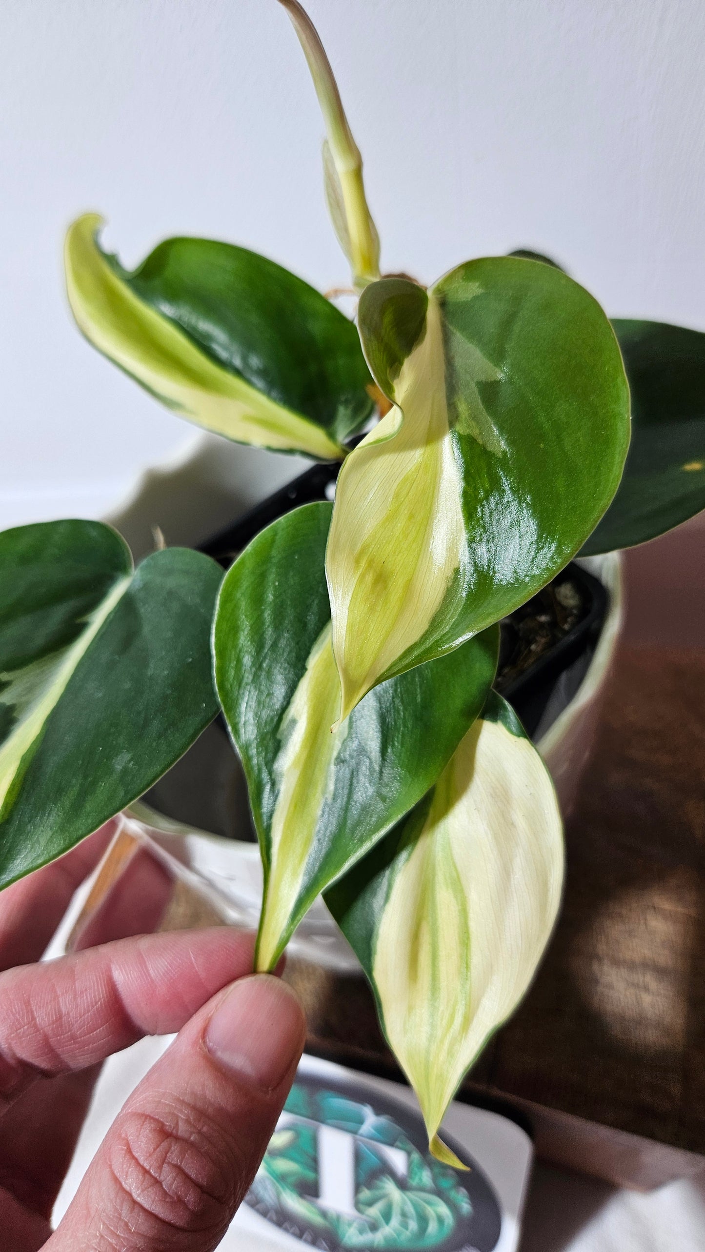 Philodendron Hederaceum Silver Stripe (PHI-734)