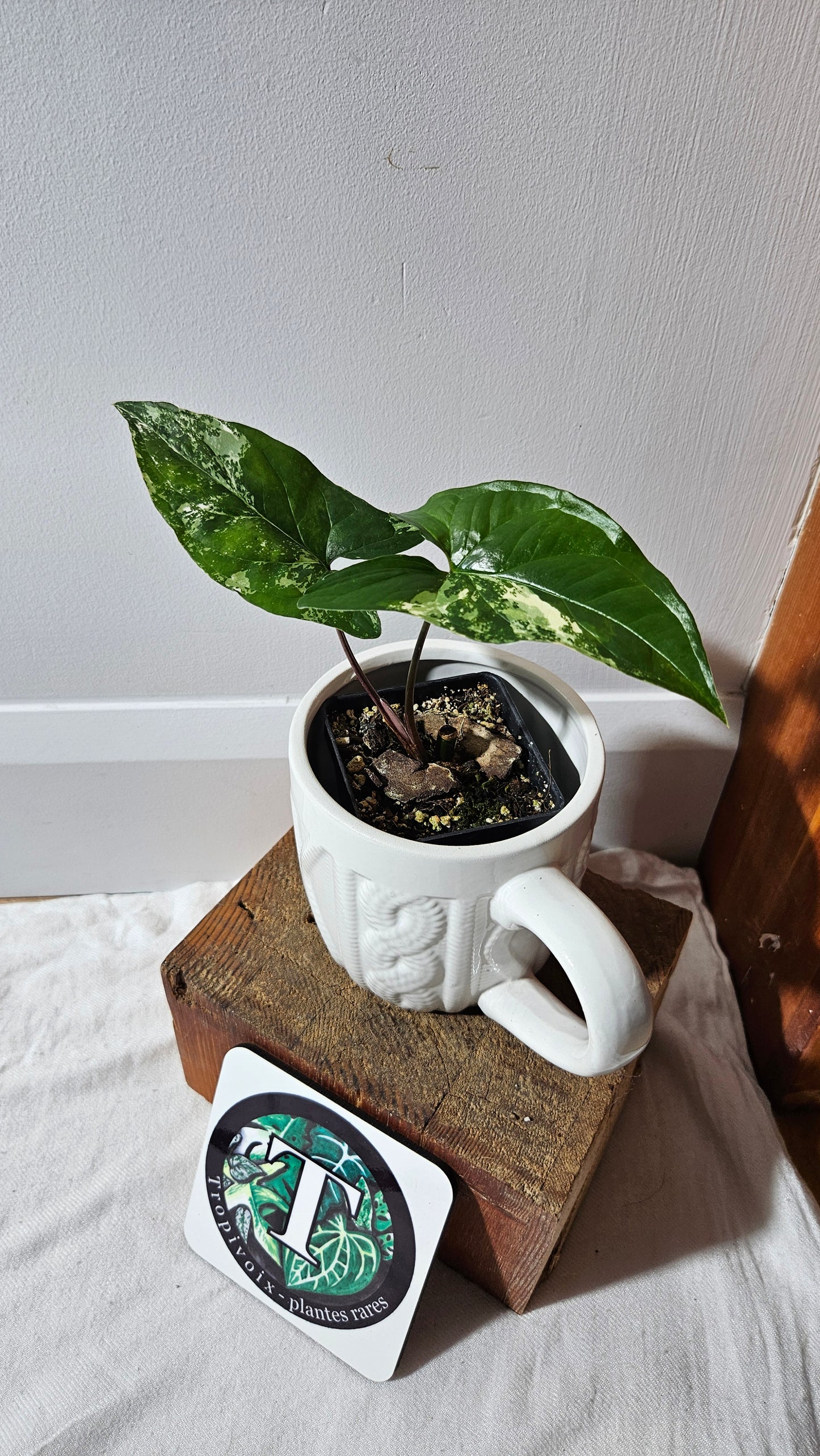 Syngonium Albo (SYN-475)