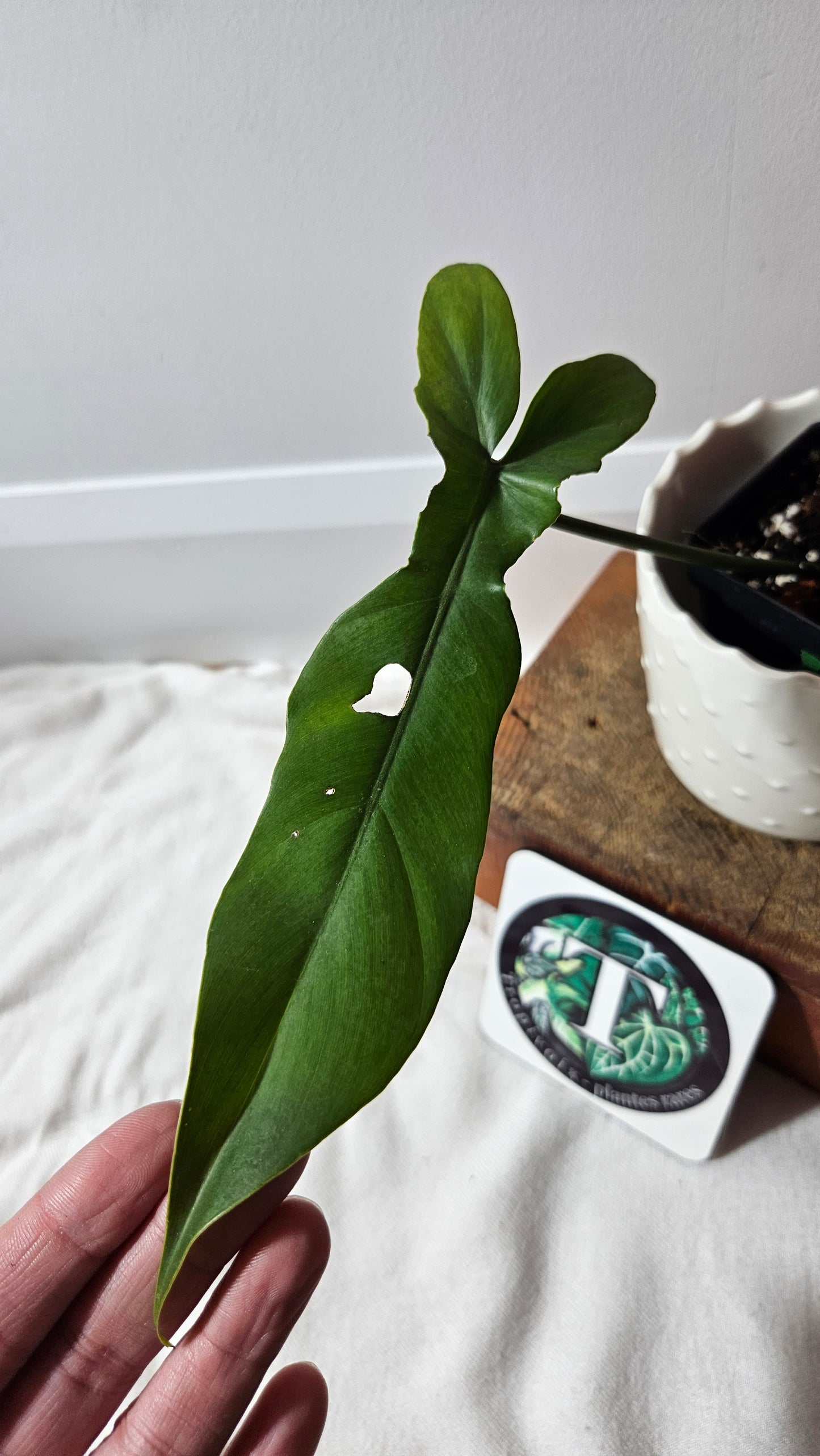 Philodendron Florida Beauty X Bob Cee REVERT(PHI-928)