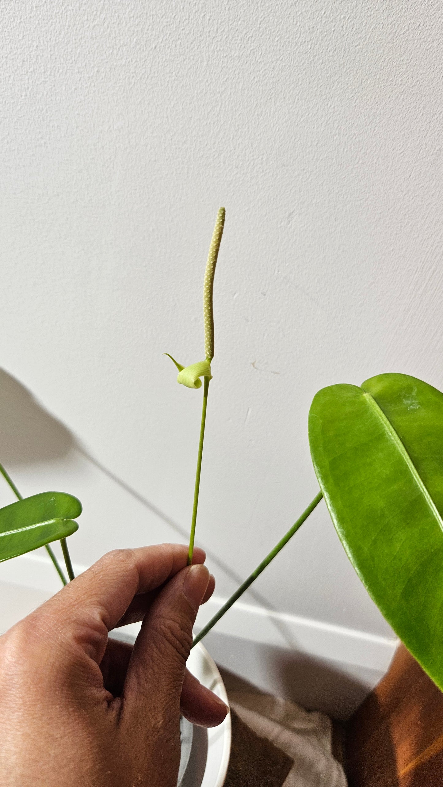 Anthurium Timplowmanii "format MOYEN" (ANT-482)
