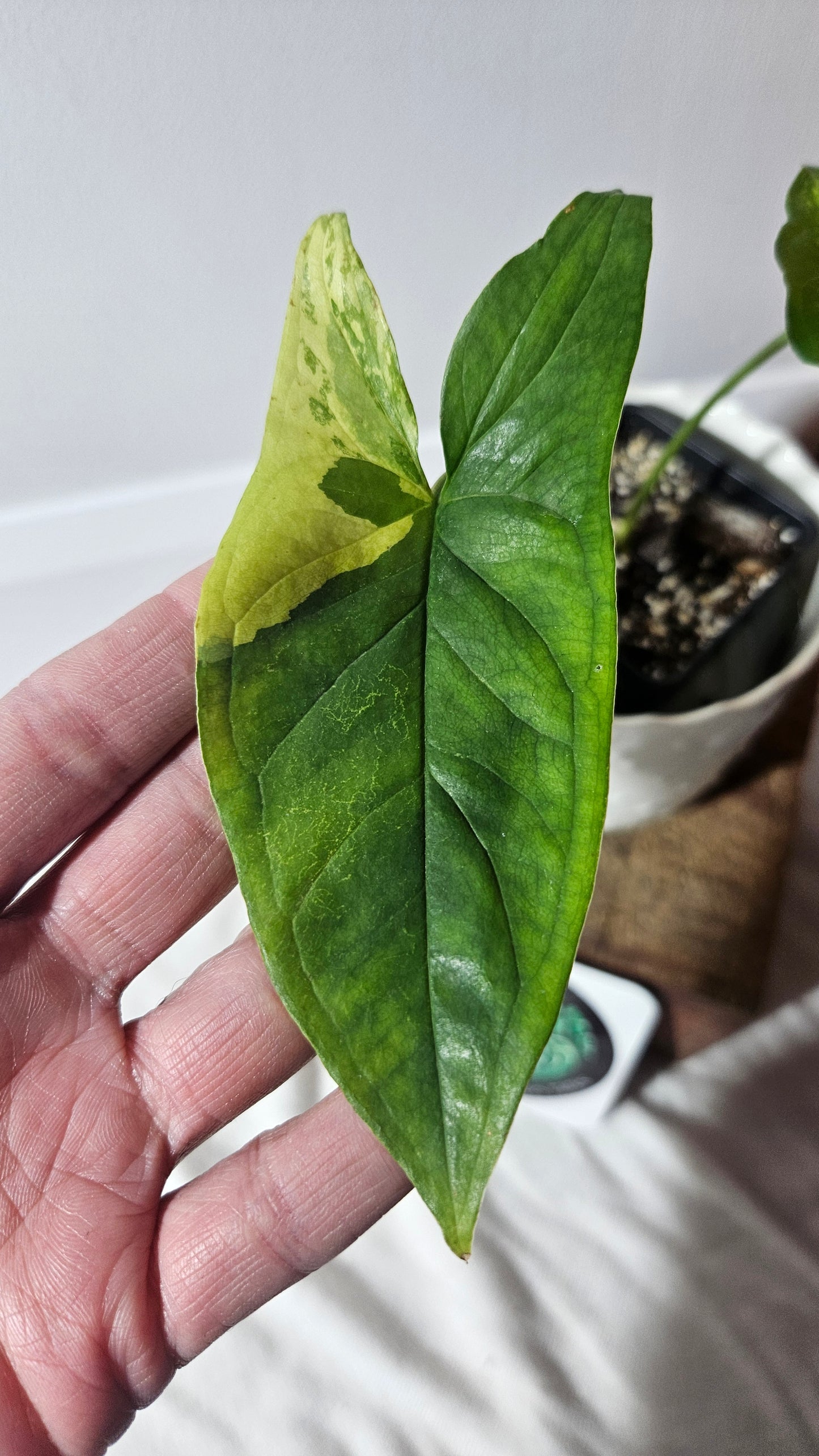 Syngonium Faustina Mint (SYN-411)