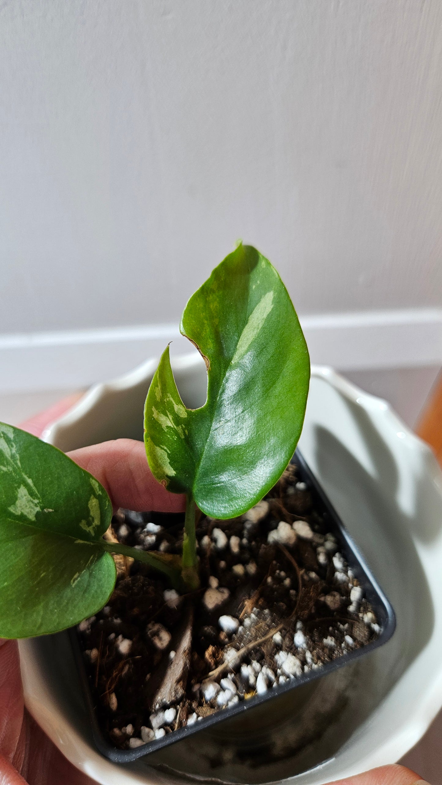 Rhaphidophora Tetrasperma Variegata (AUT-079)