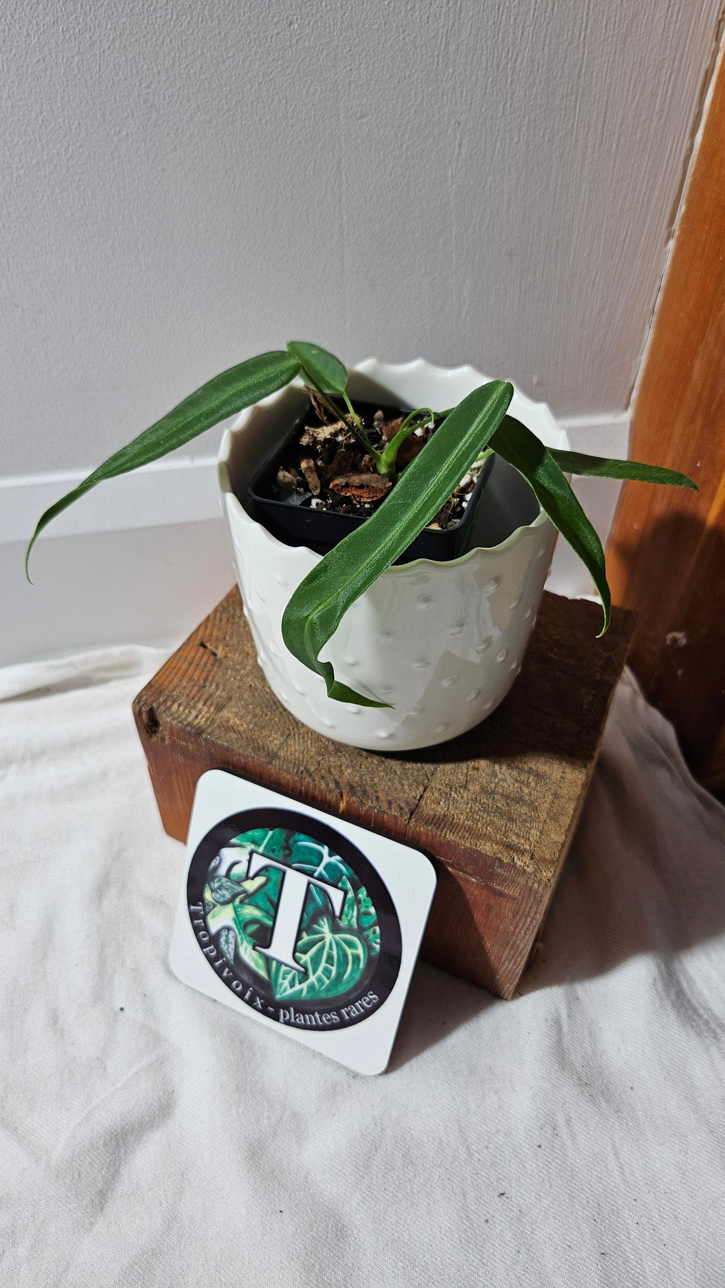 Anthurium Pallidiflorum Super Black "format PETIT"(ANT-450)
