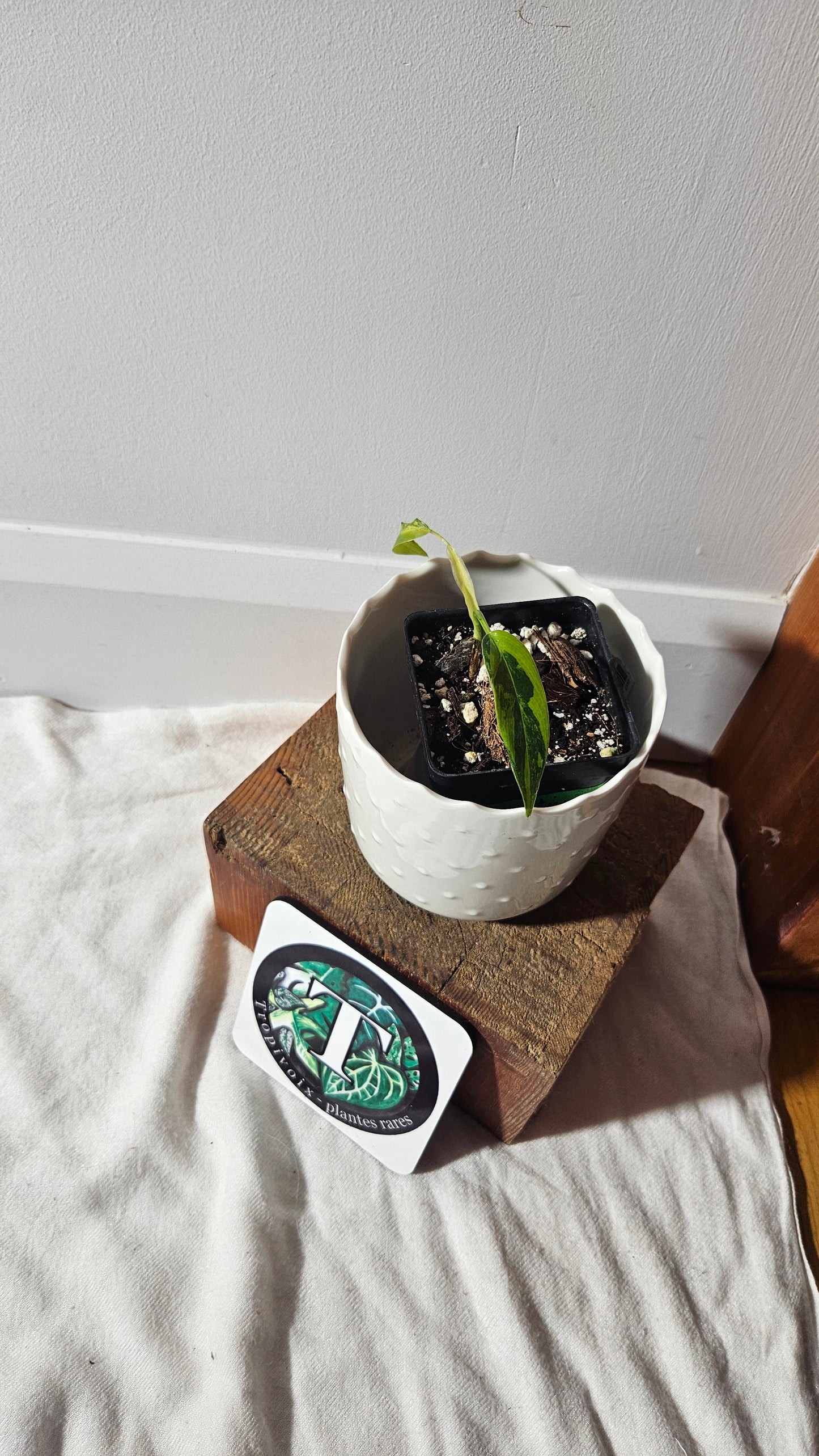 Philodendron Domesticum Variegata (PHI-768)