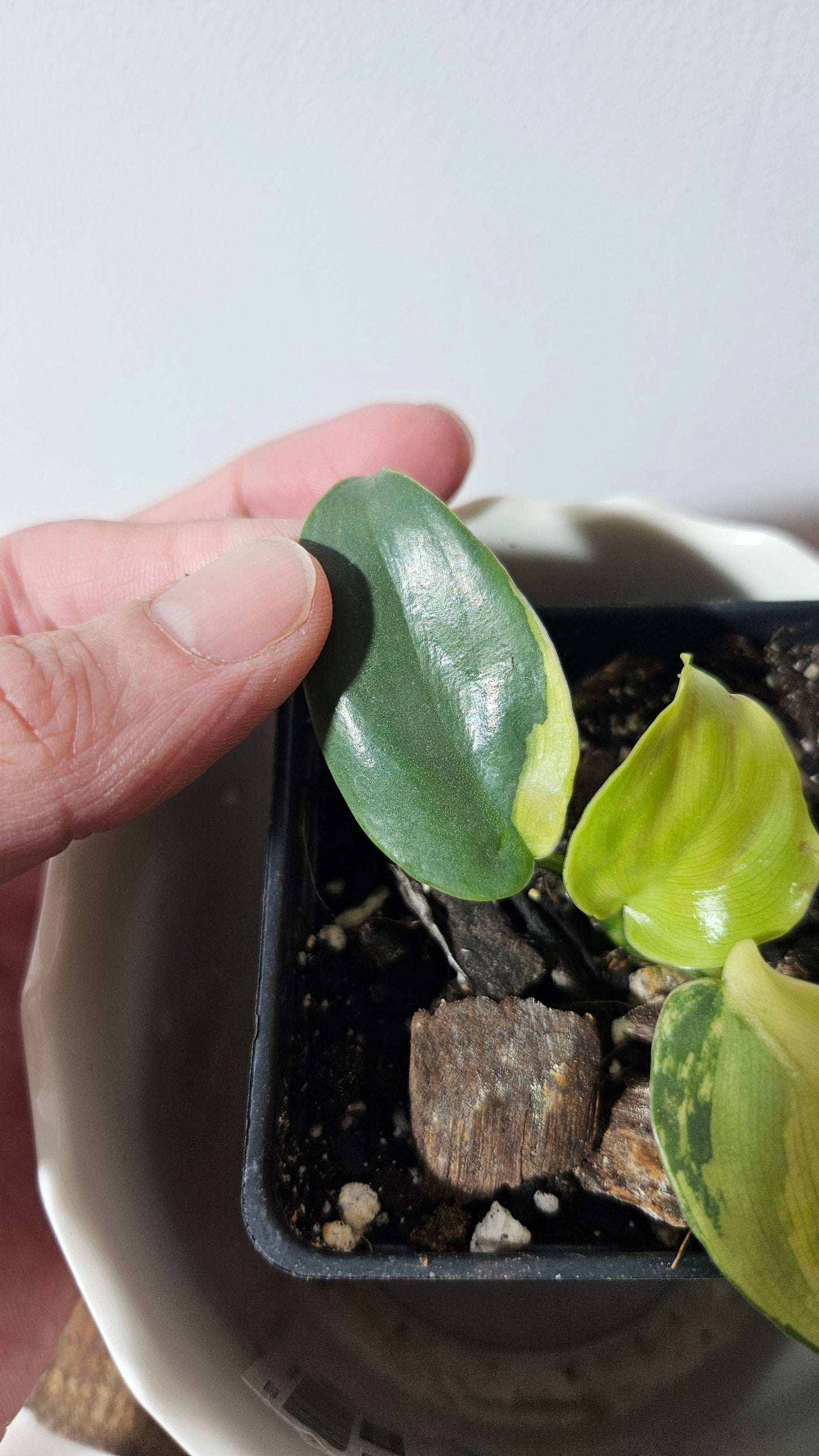Philodendron Violin Variegata (PHI-583)
