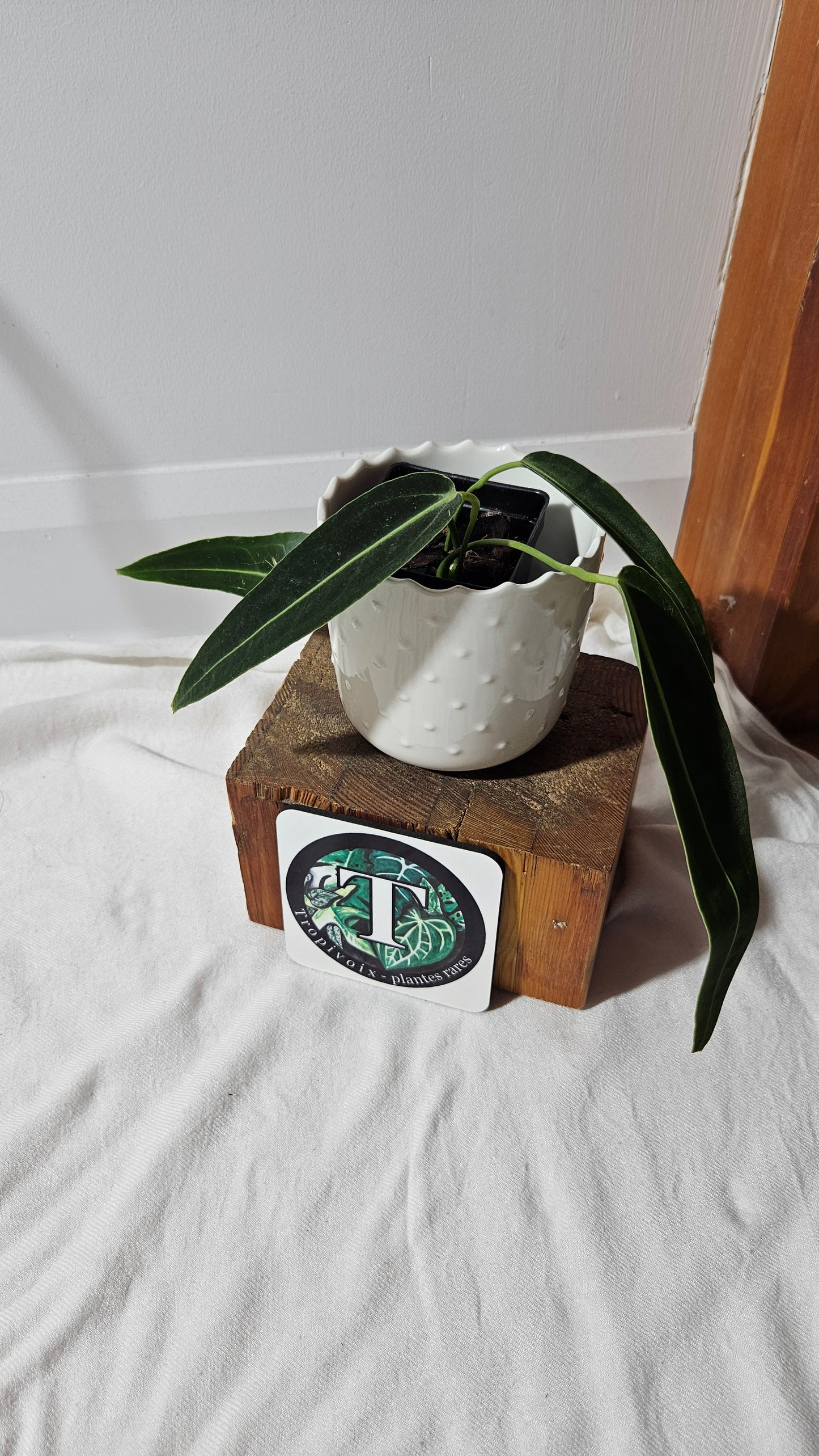 Anthurium Warocqueanum "format MOYEN"(ANT-424)