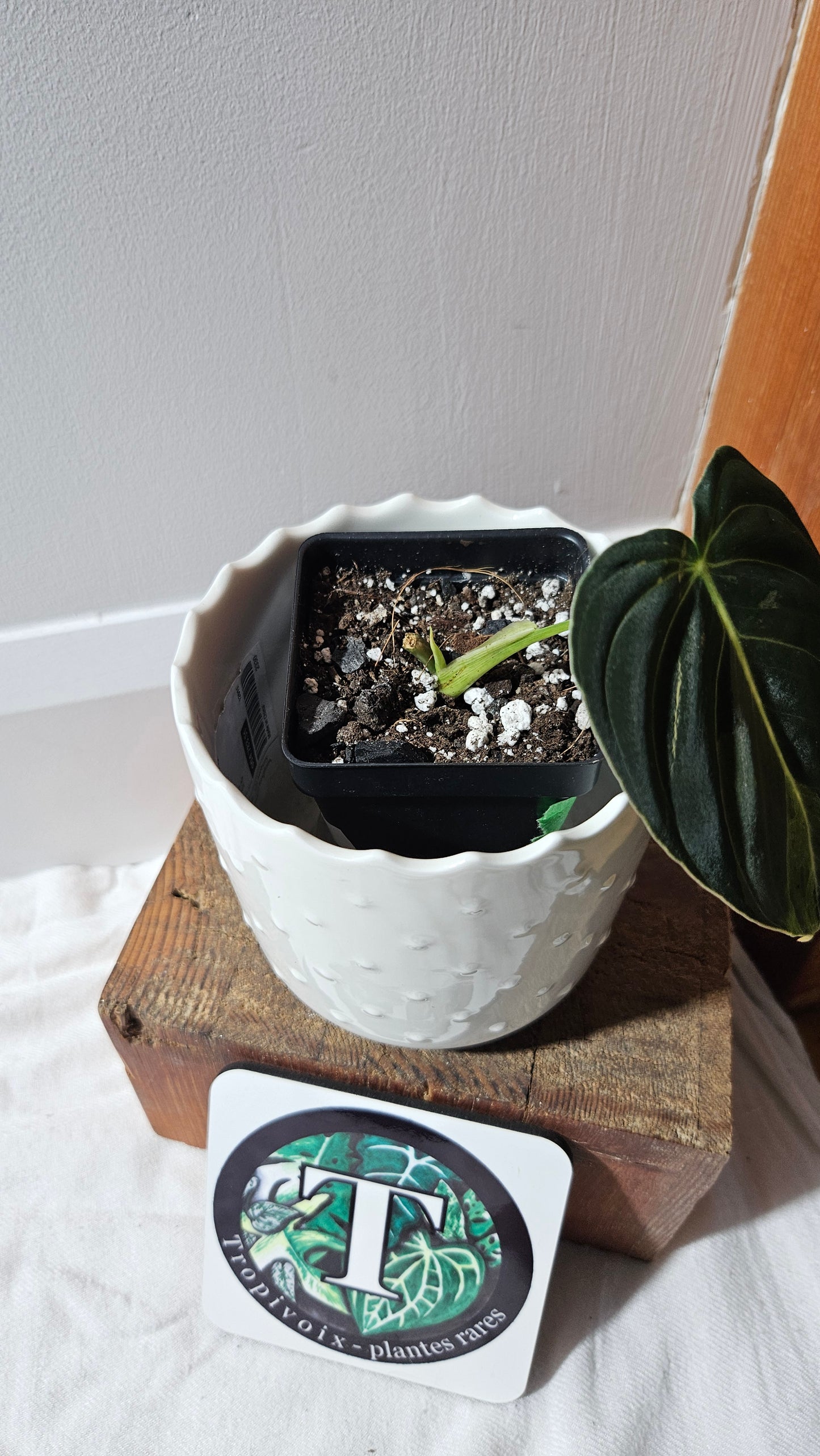Philodendron Melanochrysum Variegata (PHI-869)