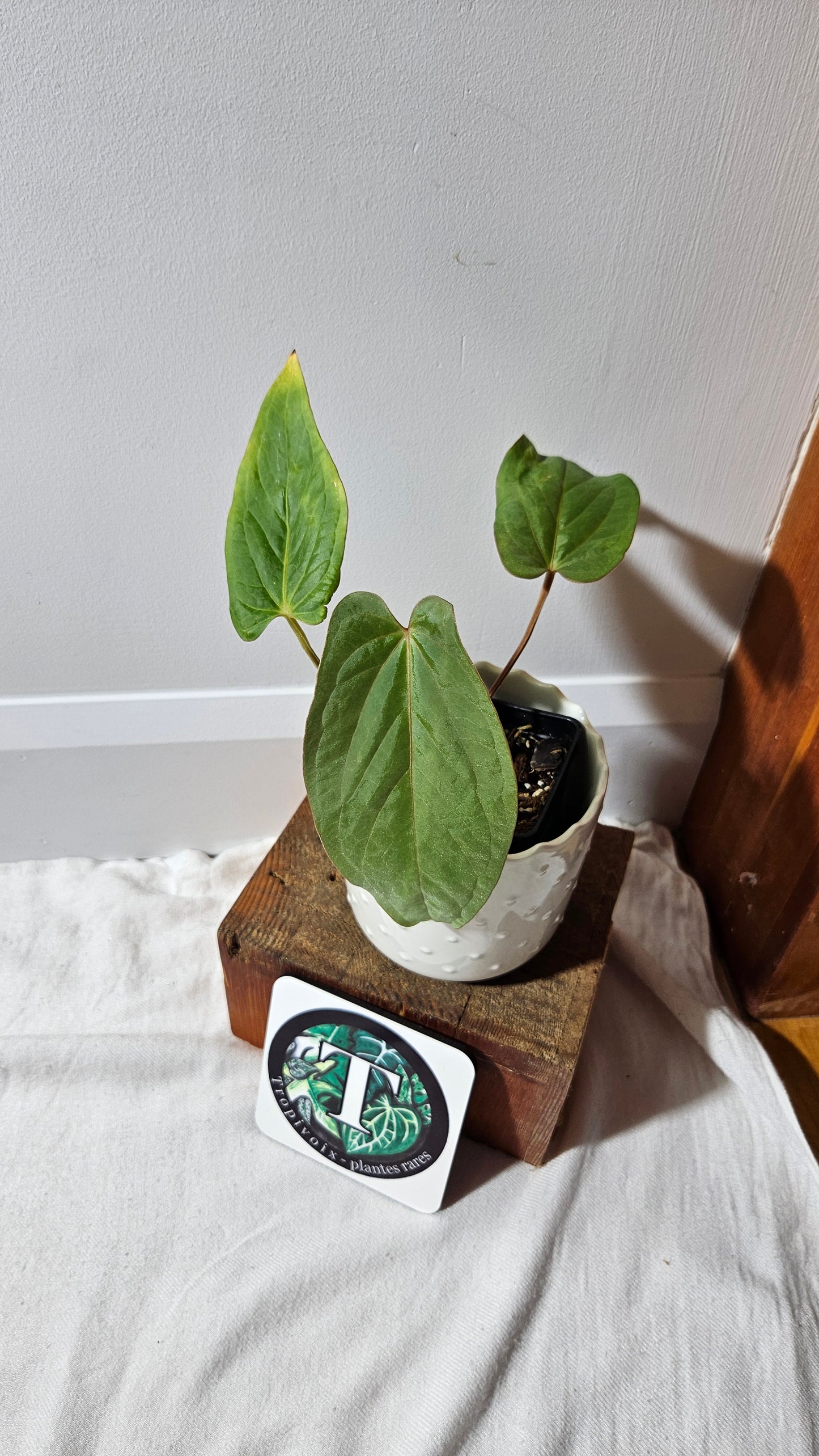 Anthurium Kunayalense Narrow "format MOYEN" (ANT-456)