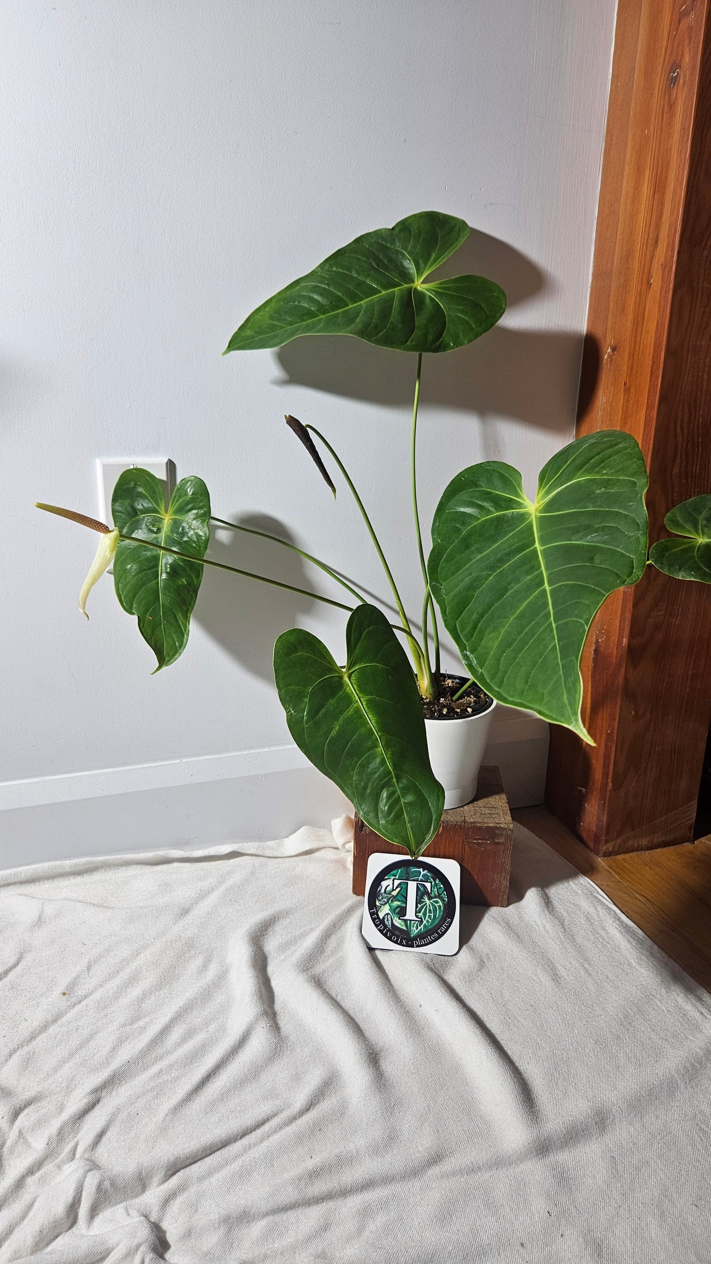 Anthurium Veitchii hybrid "format LARGE" (ANT-400)