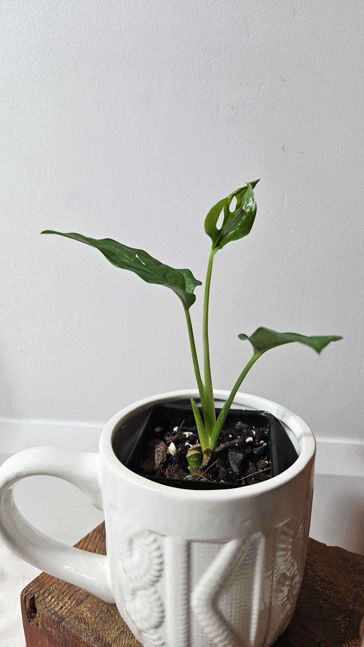 Monstera Obliqua Aff Patchicutza (MON-314)