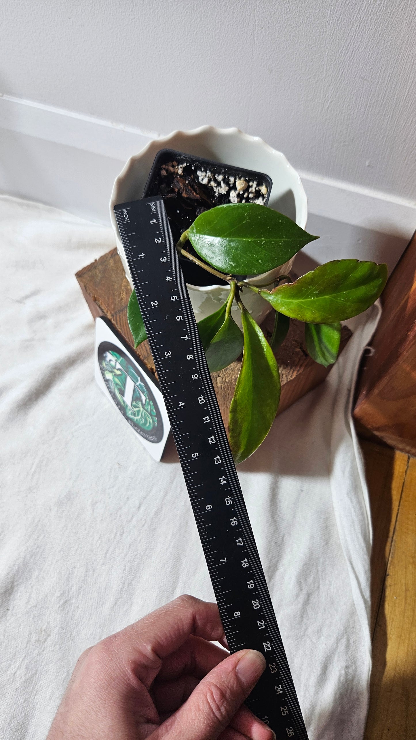 Hoya Sunrise (HOY-023)