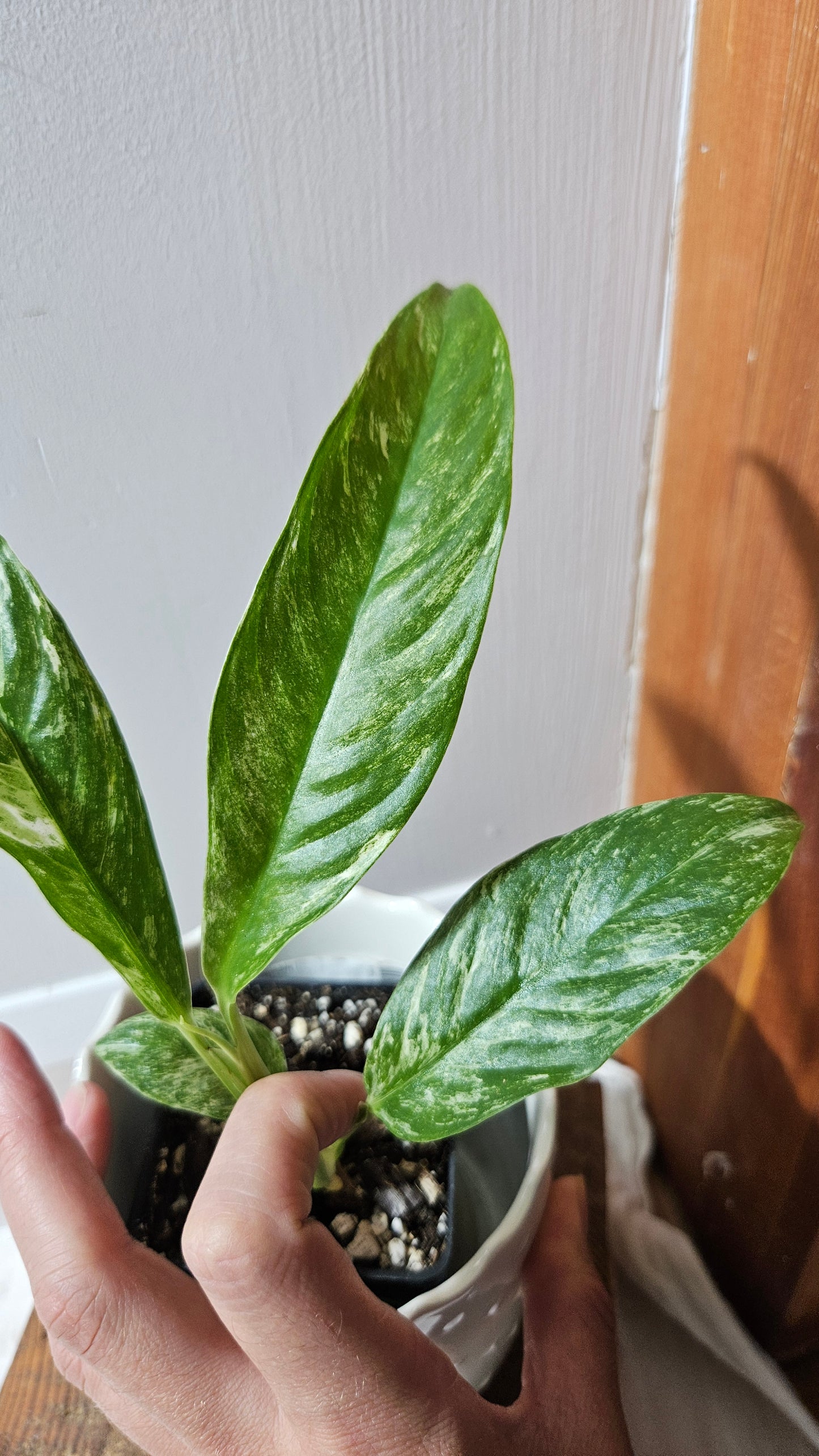 Rhaphidophora Megasperma Variegata (AUT-073)