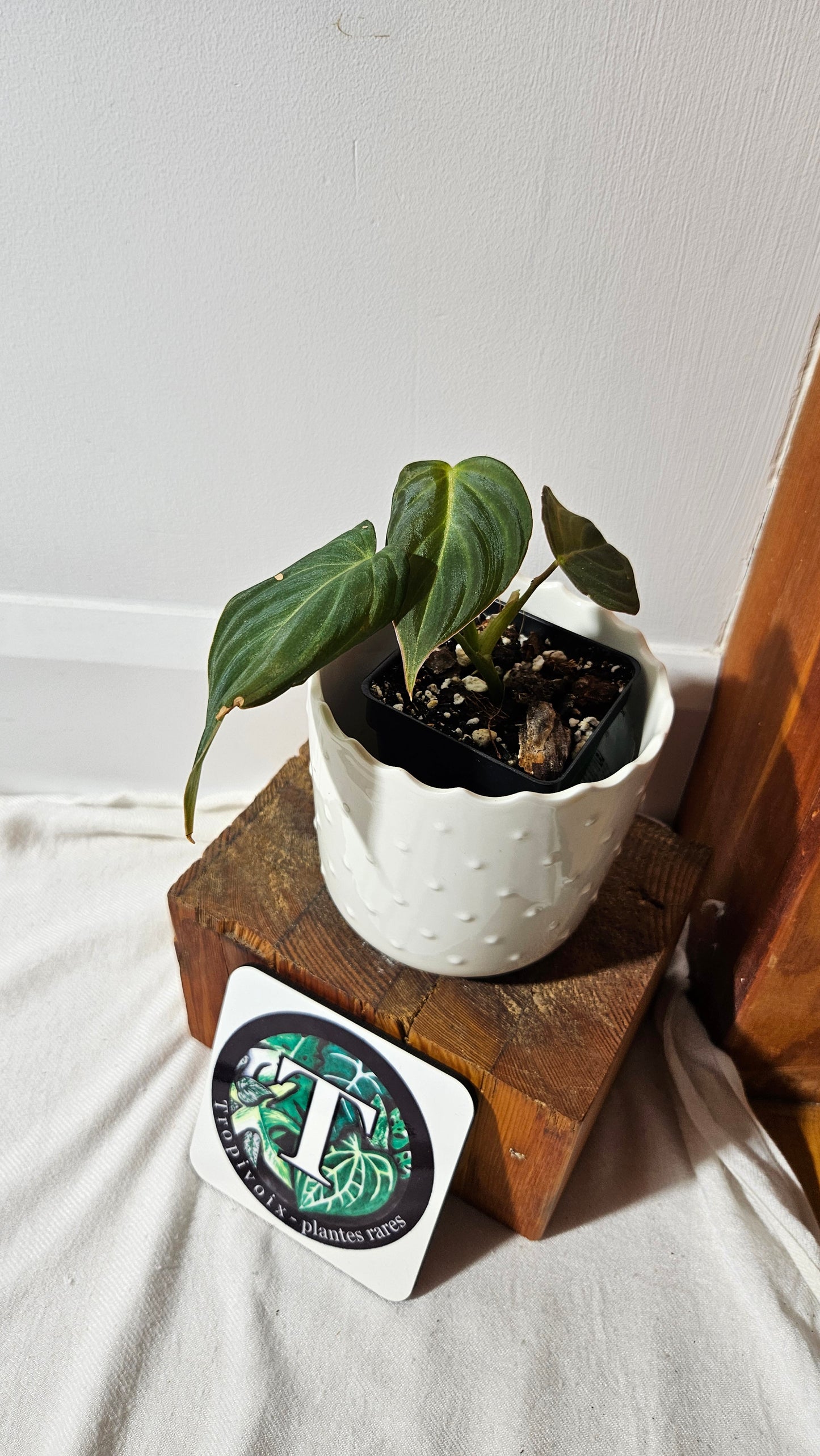 Philodendron Glorious (PHI-836)