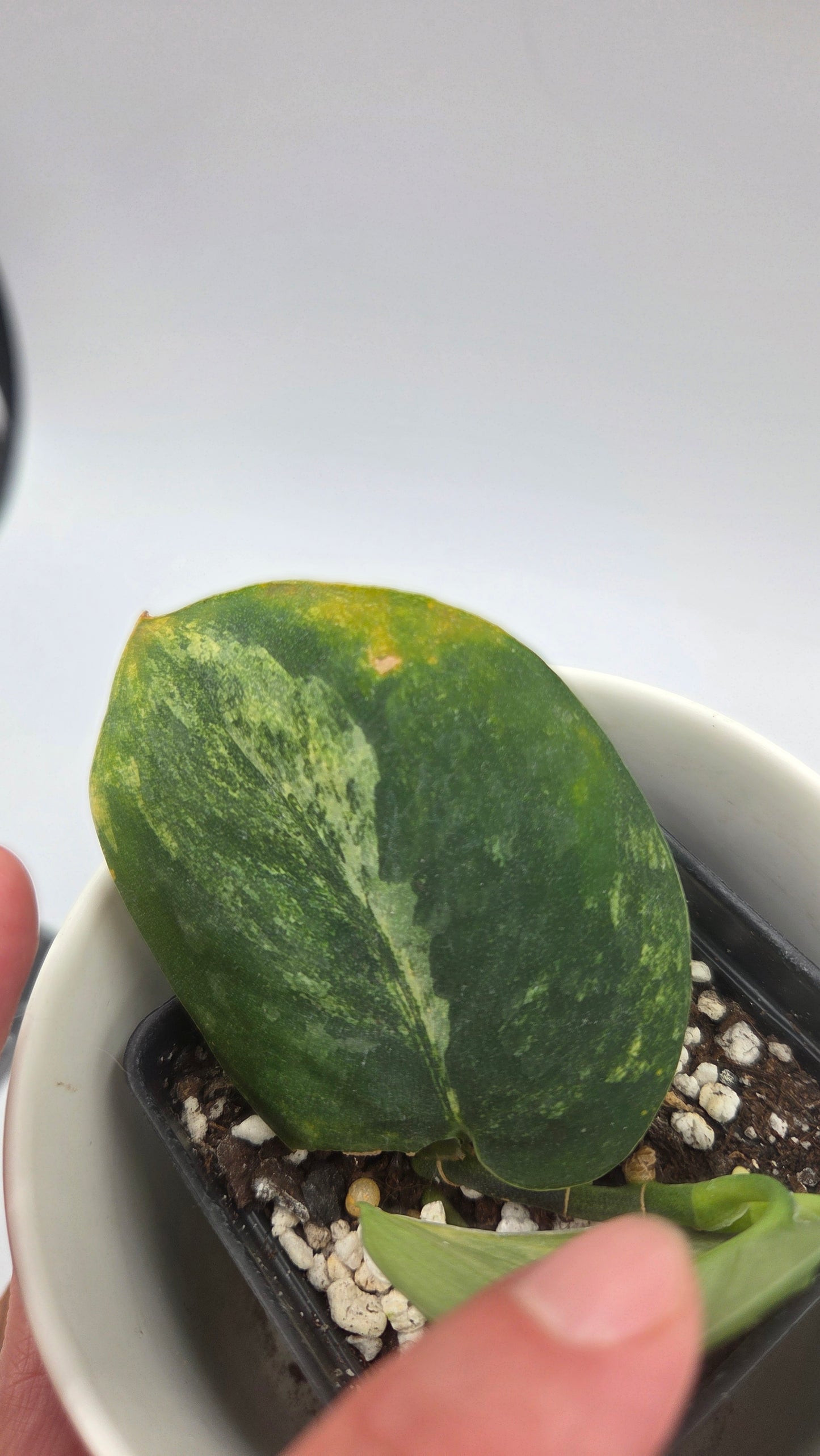 Scindapsus Parahiyangan (SCI-492)