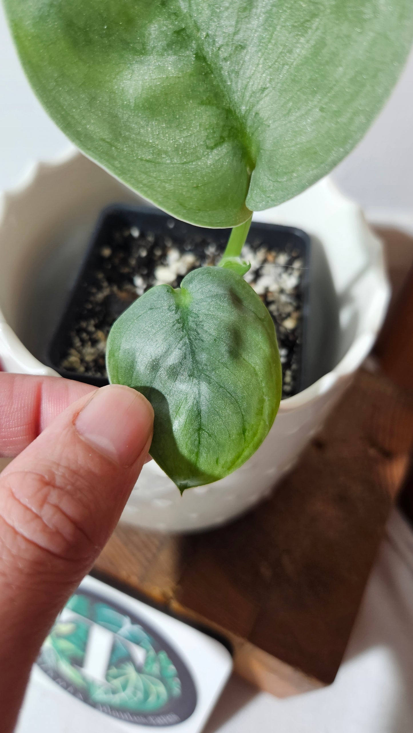 Scindapsus Silver Lava (SCI-1023)