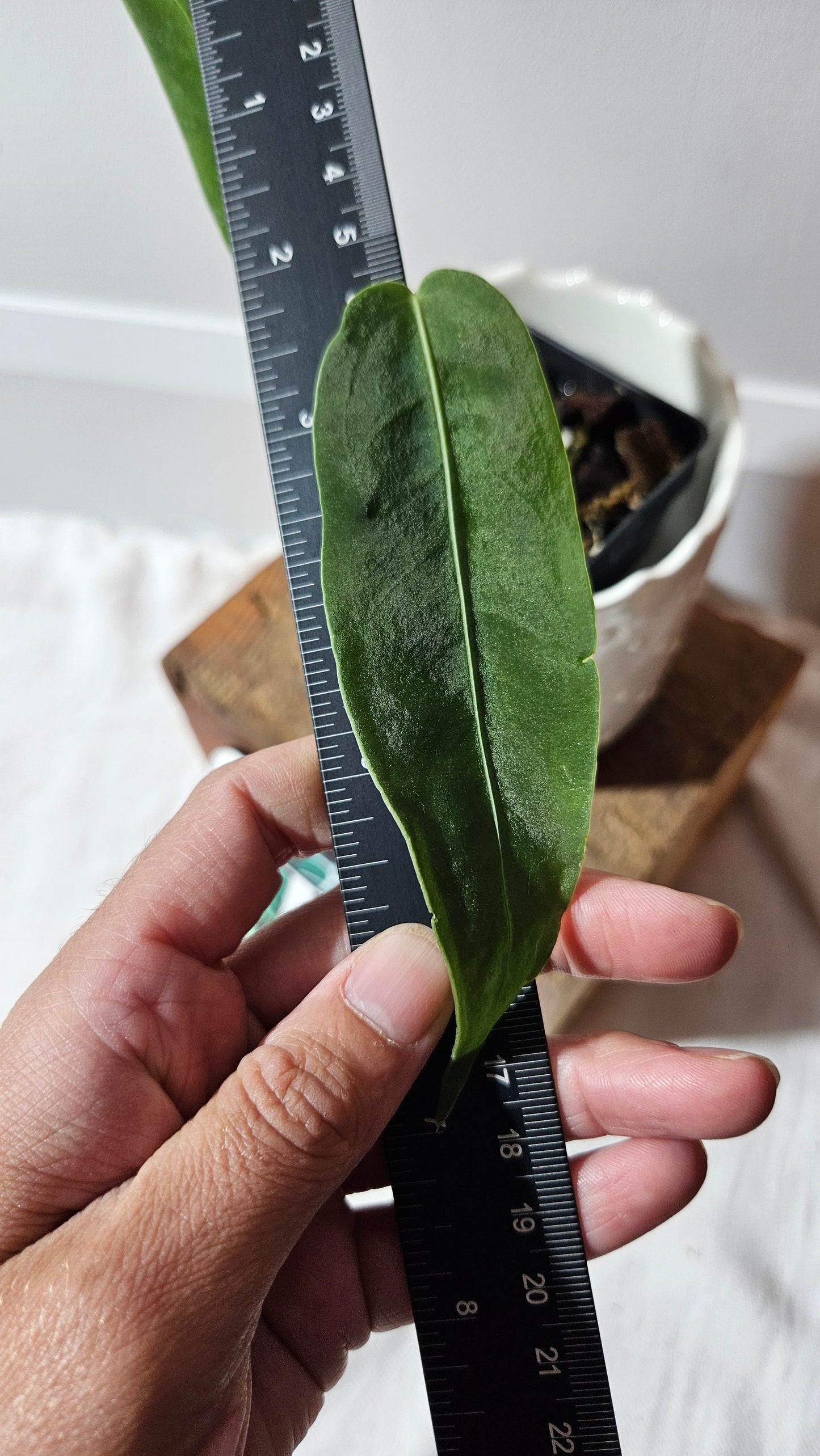 Anthurium Cirinoi X Warocqueanum "format PETIT" (ANT-486)