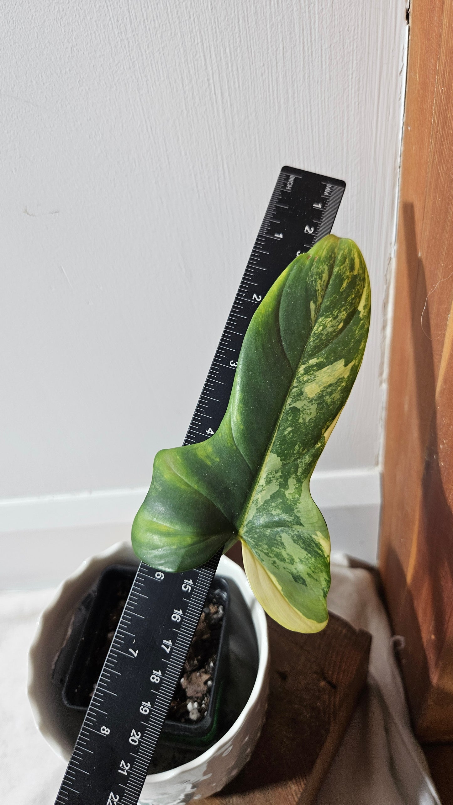 Philodendron Violin Variegata (PHI-701)