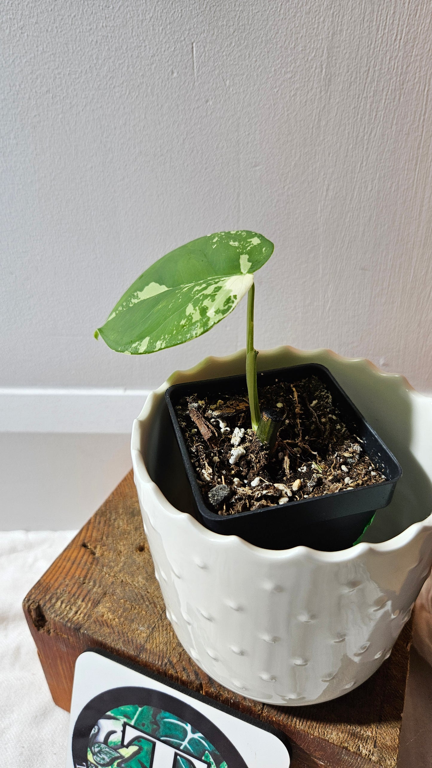 Syngonium Chiapense Albo (SYN-456)