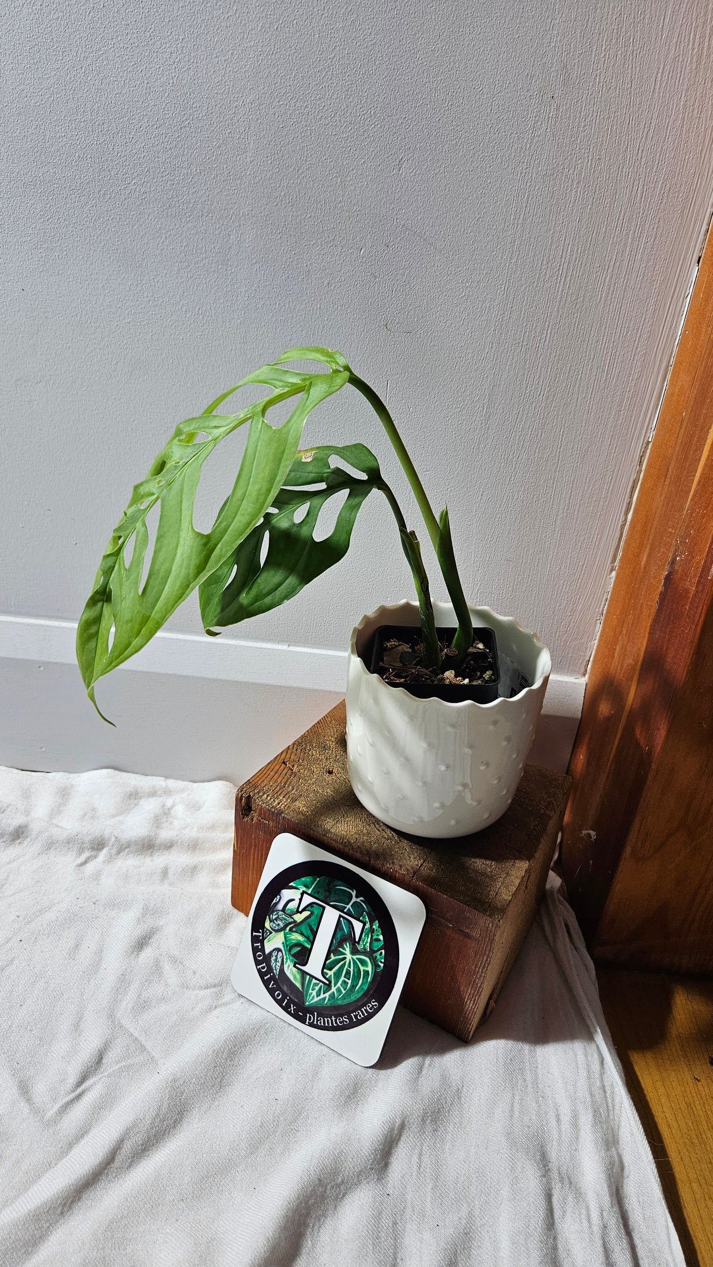 Monstera Esqueletto (MON-462)