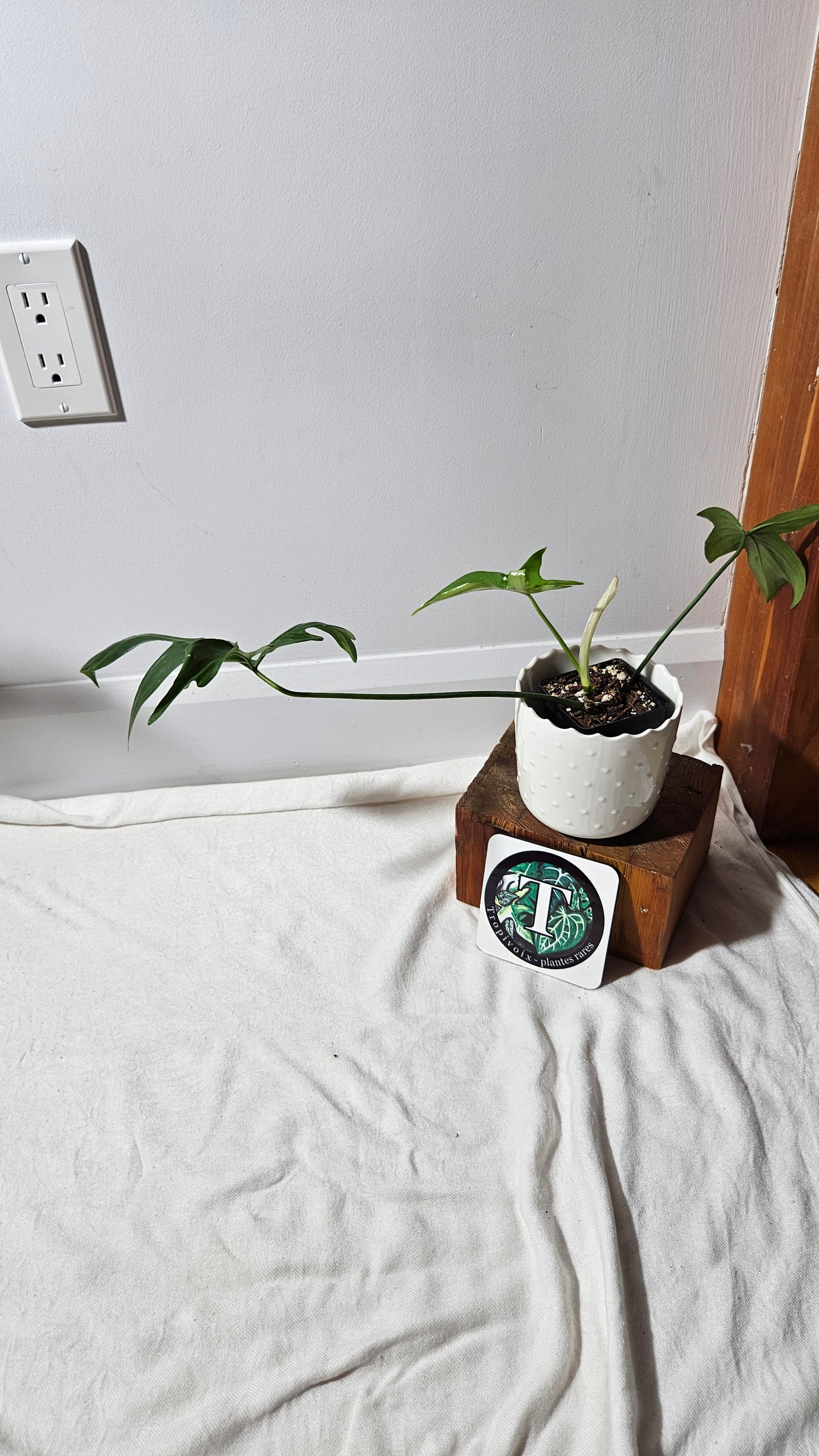 Philodendron Gladhands (PHI-545)