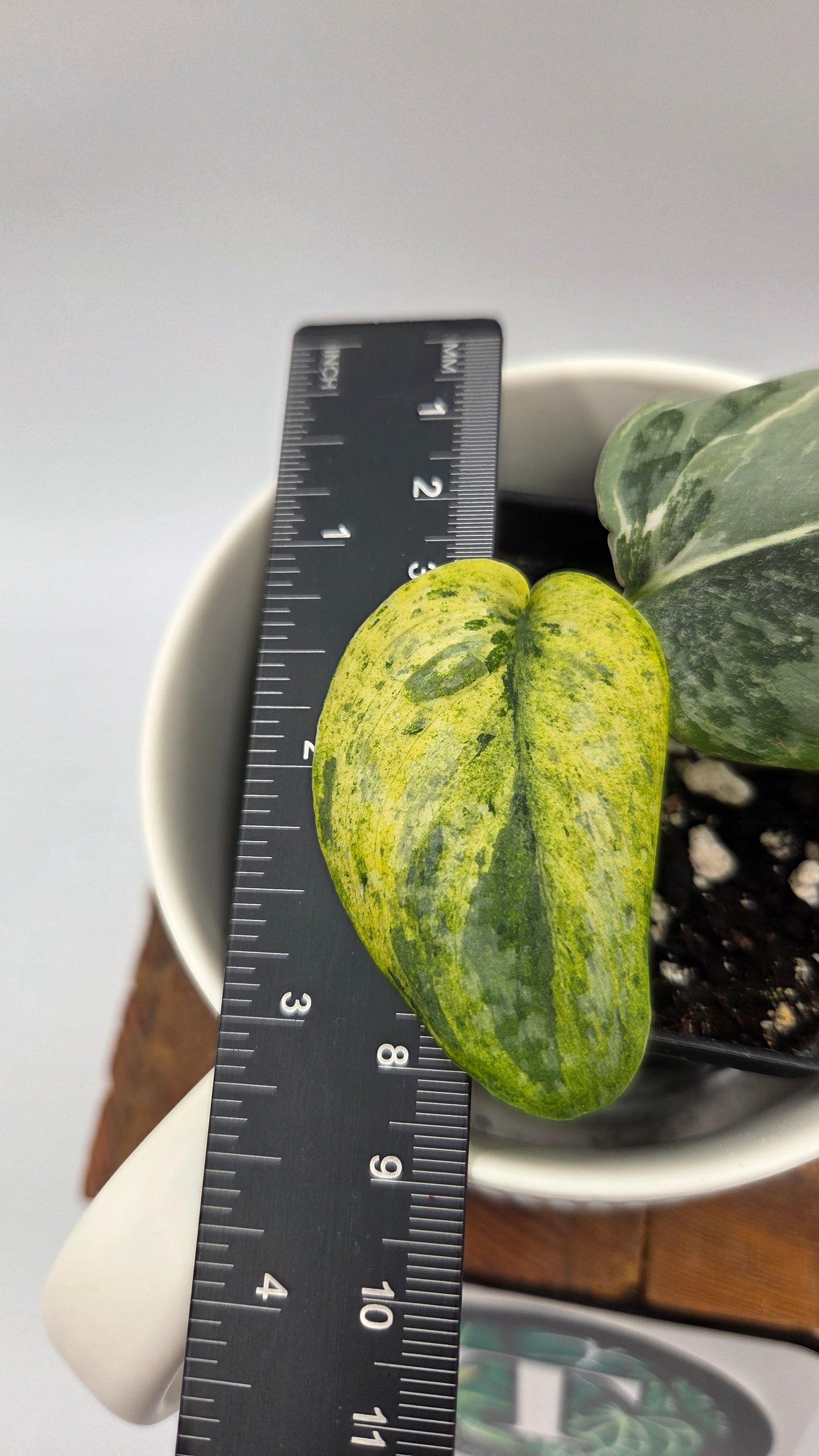 Scindapsus Exotica Salaka Variegata (SCI-1249)