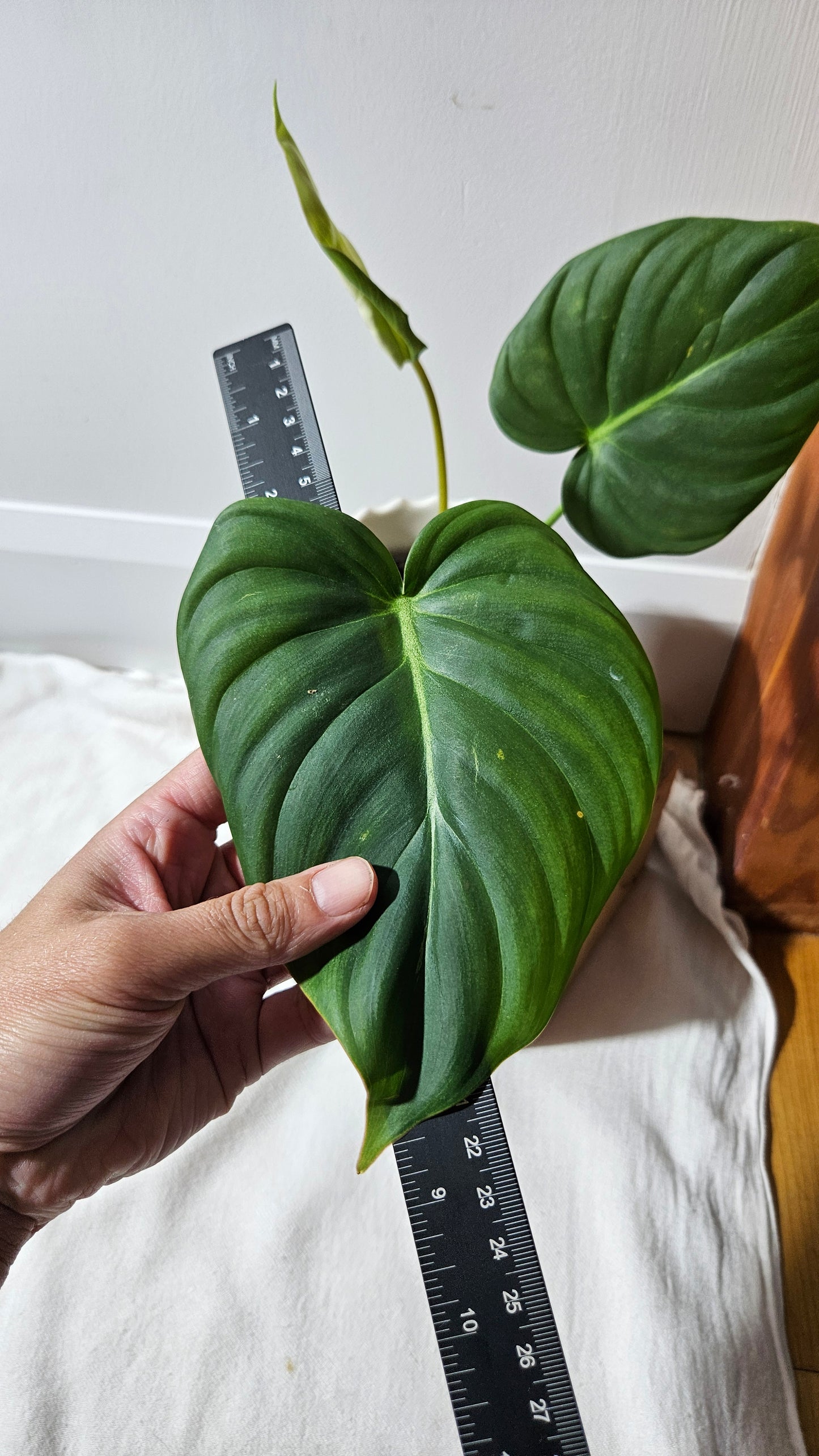 Philodendron Dean McDowell (PHI-925)
