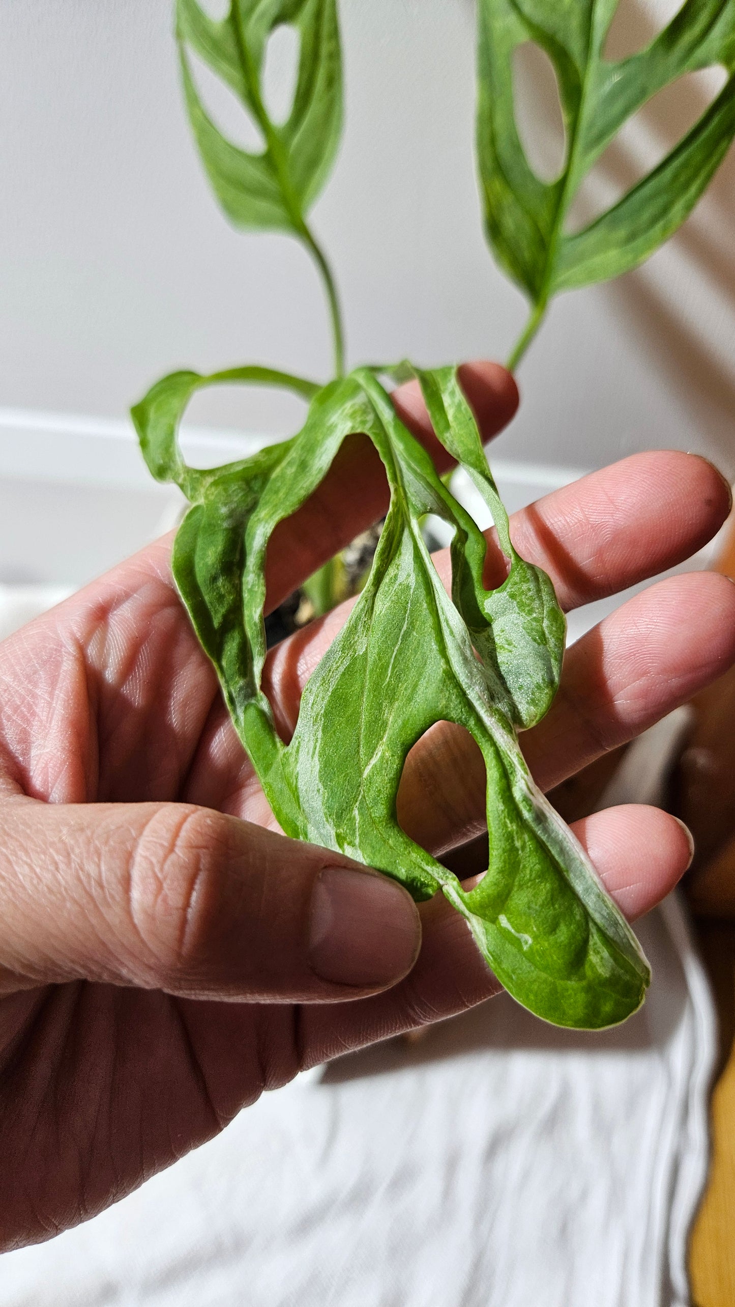 Monstera Andasonii Mint/Indo (MON-421)