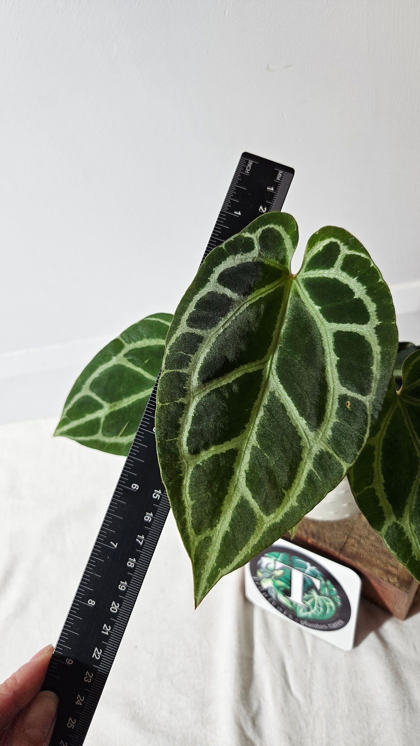 Anthurium Crystallinum Chocolate "format MOYEN" (ANT-403)