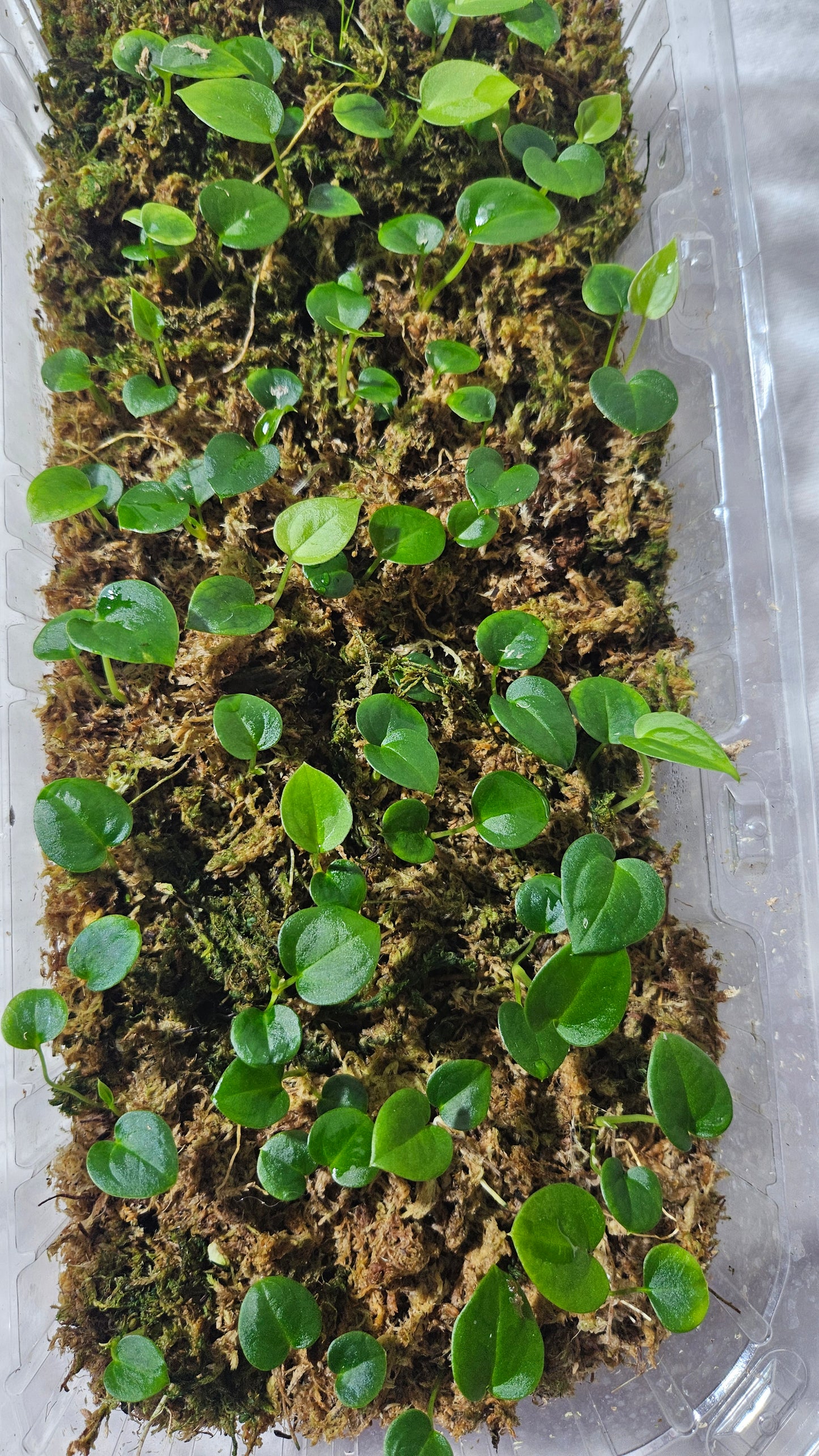 Anthurium Papillilaminum Xone X Papillilaminum Legend "format SEEDLING"