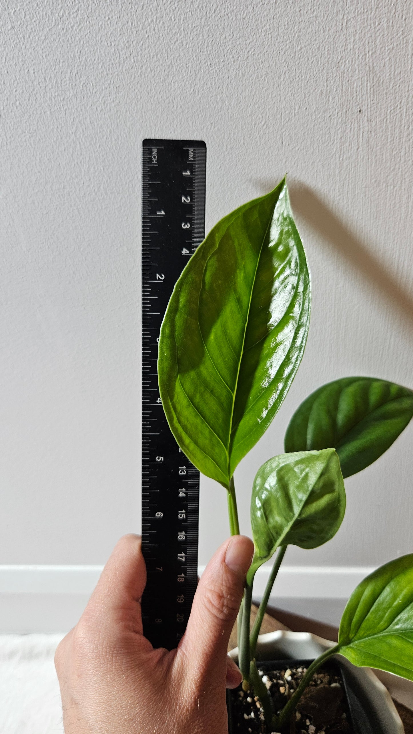 Monstera Obliqua Aff Calacali (MON-445)