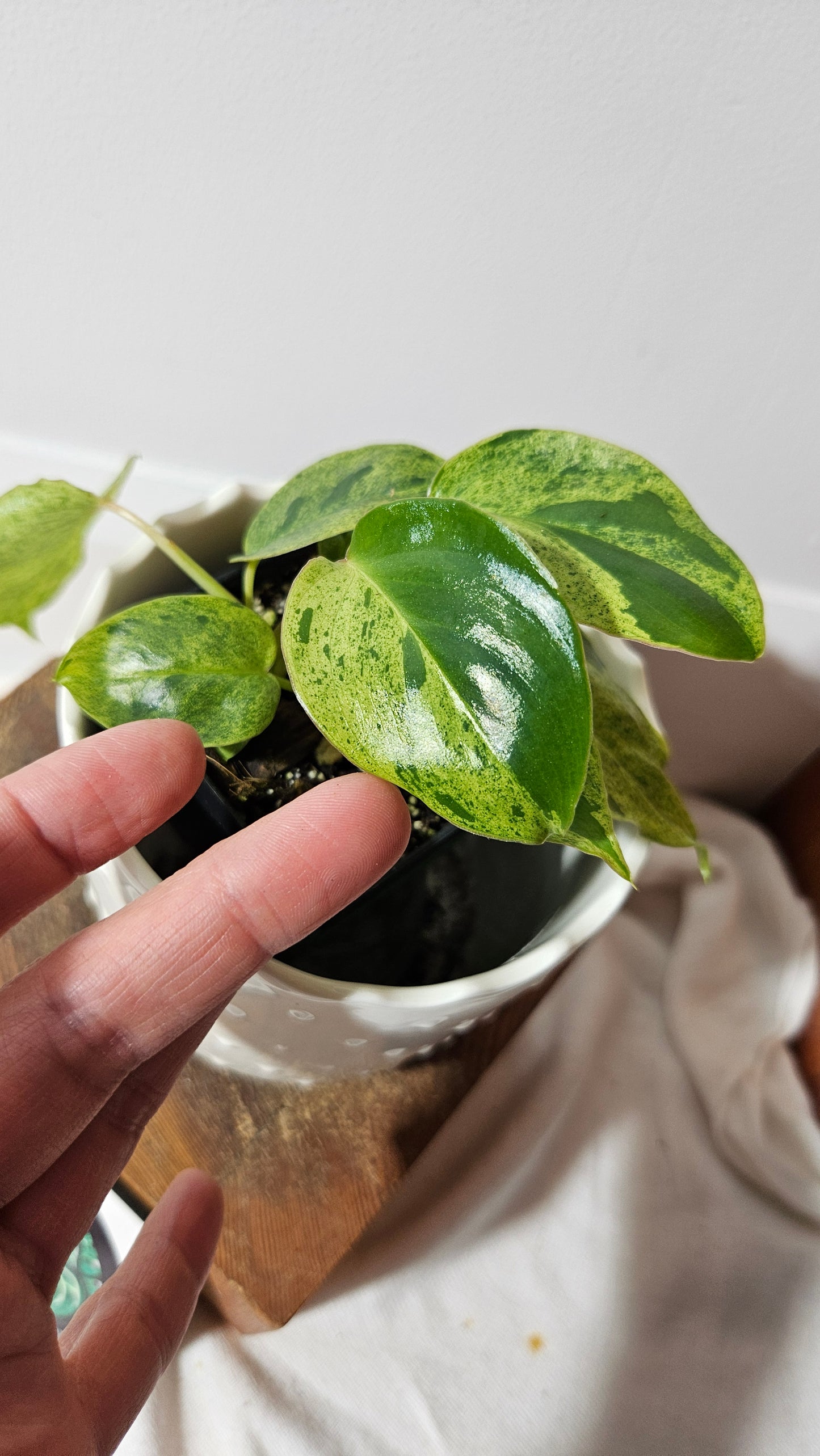 Philodendron BurleMarx Variegata X Paraiso Verde (PHI-859)