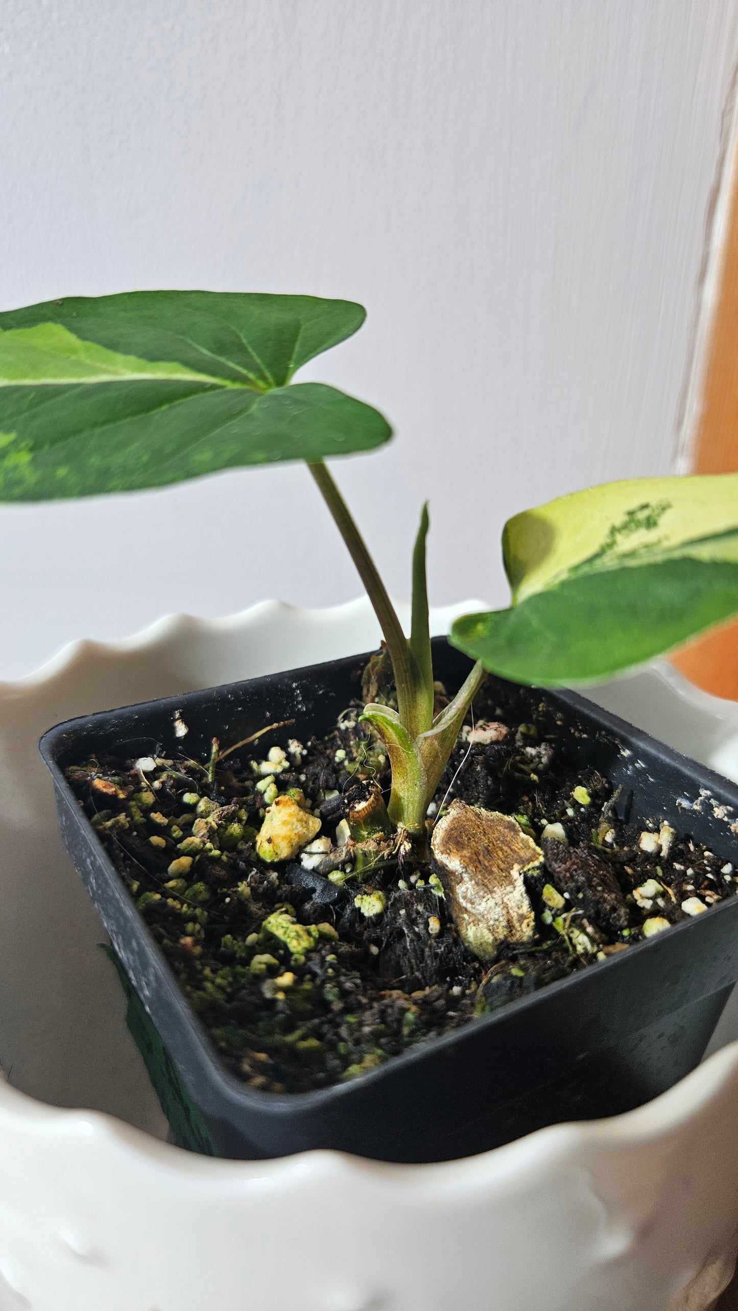 Syngonium Aurea (SYN-412)
