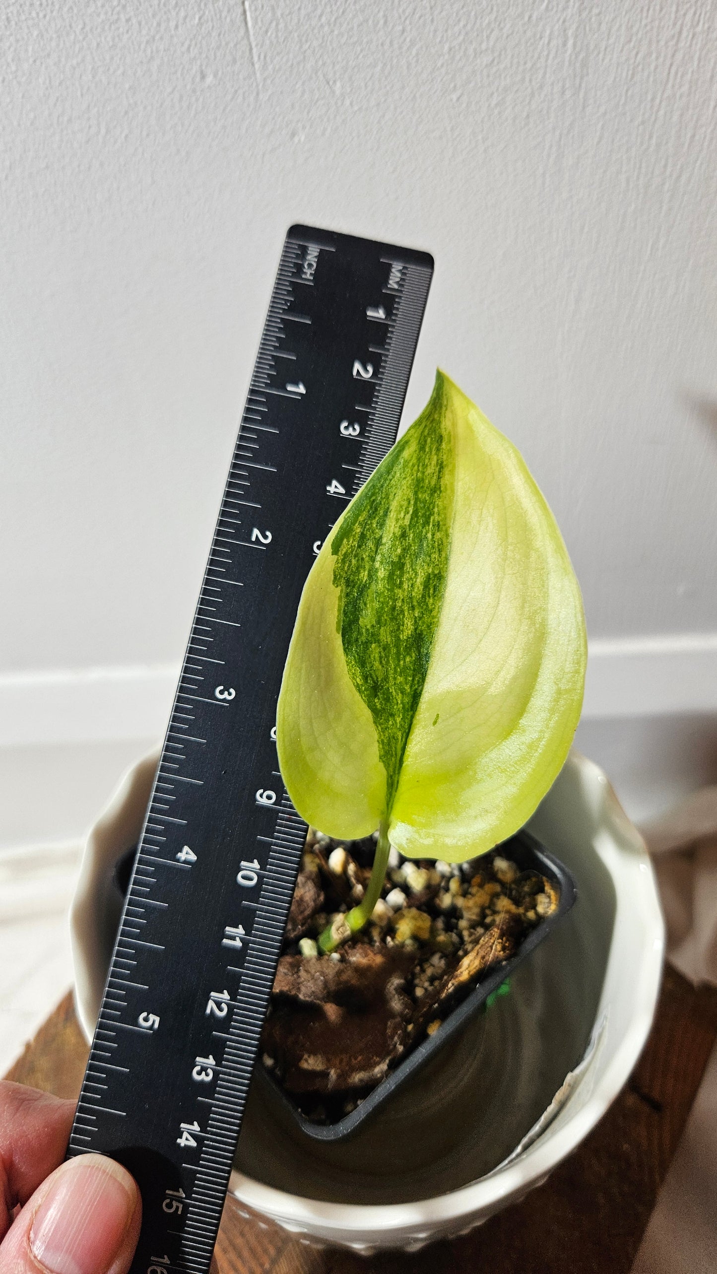 Scindapsus Jade Satin Albo (SCI-780)