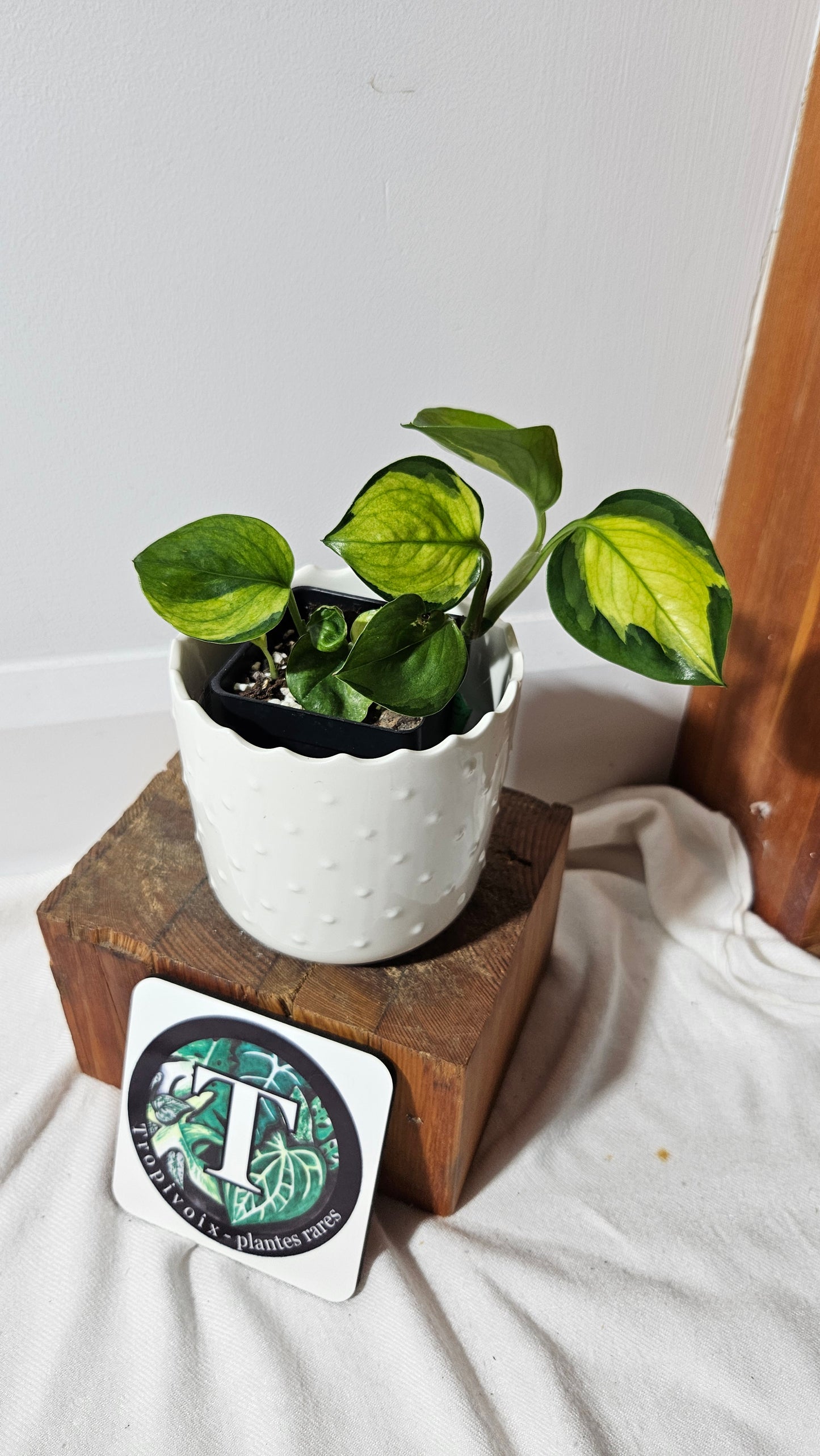 Epipremnum Aureum Manjula yellow/Olivia/Mint (EPI-214)