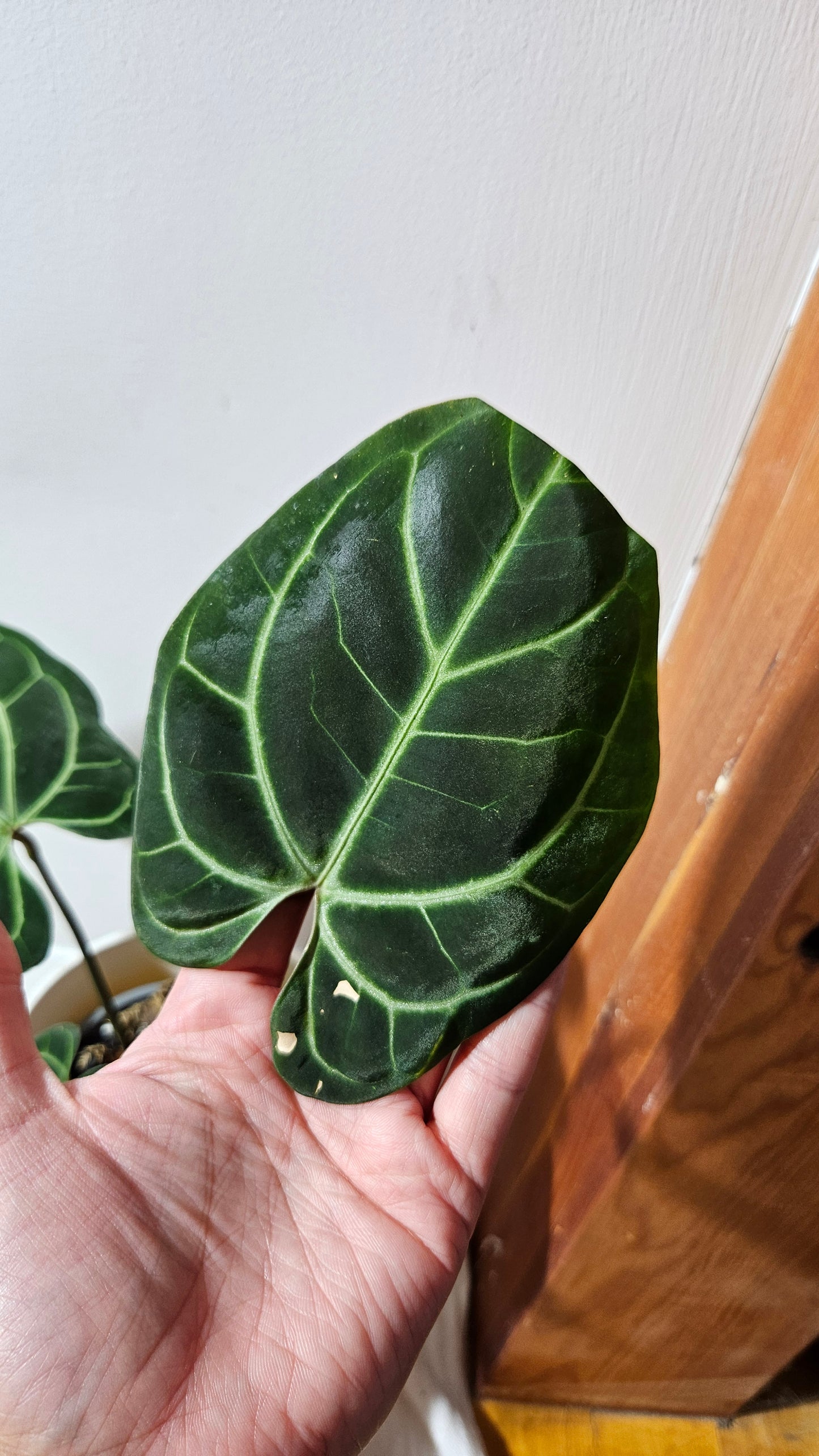Anthurium Besseae Aff "Format MOYEN/LARGE" (ANT-527)