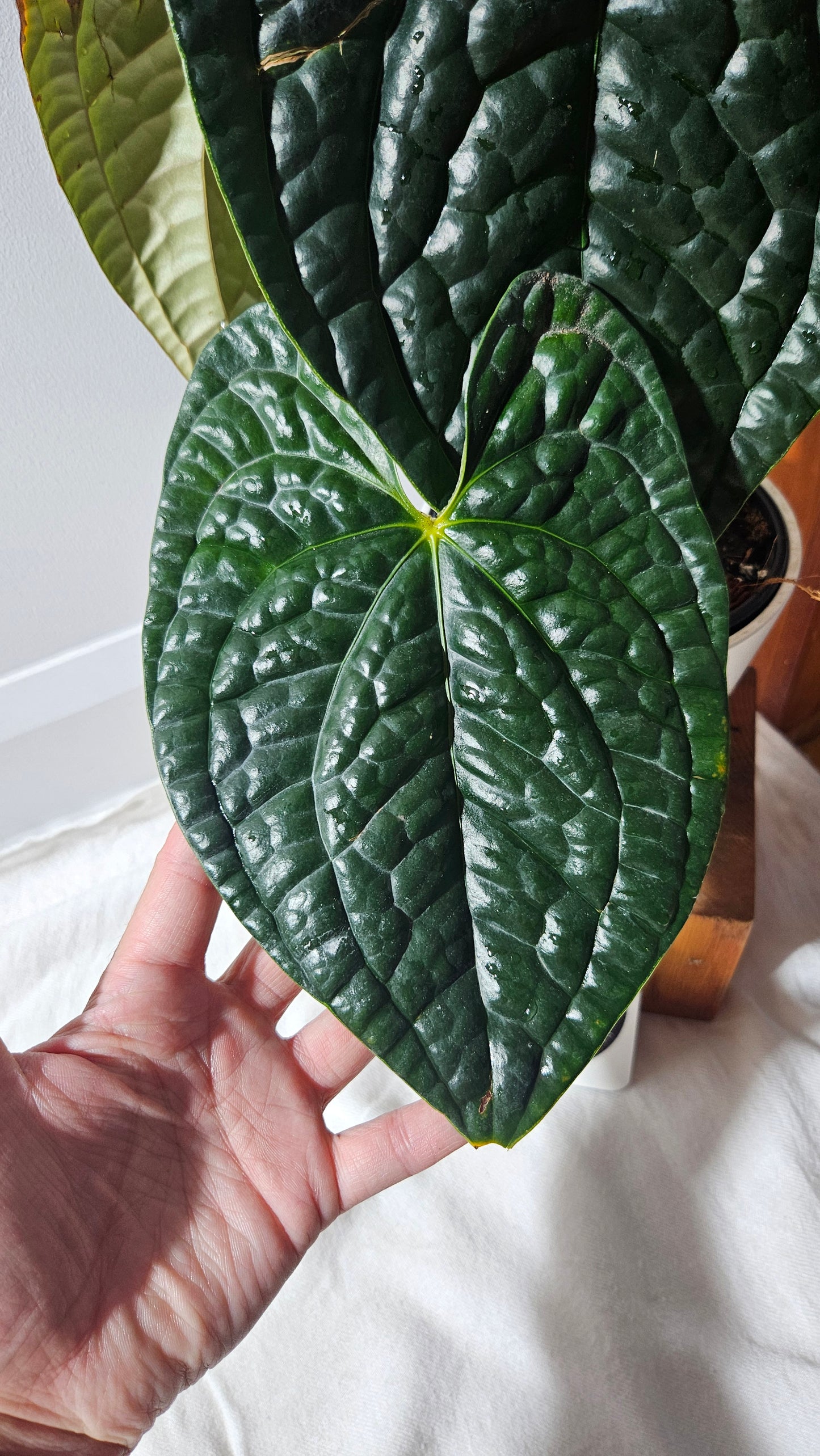 Anthurium Luxurians Dark "format XLARGE" (ANT-488)