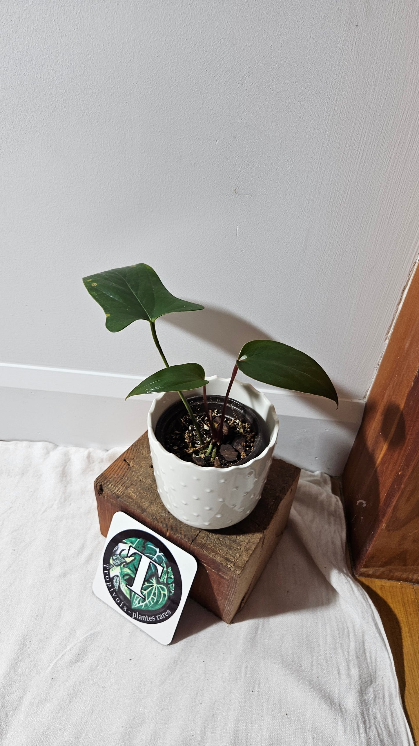 Anthurium Versicolor Aff Napo Black "format MOYEN"(ANT-490)