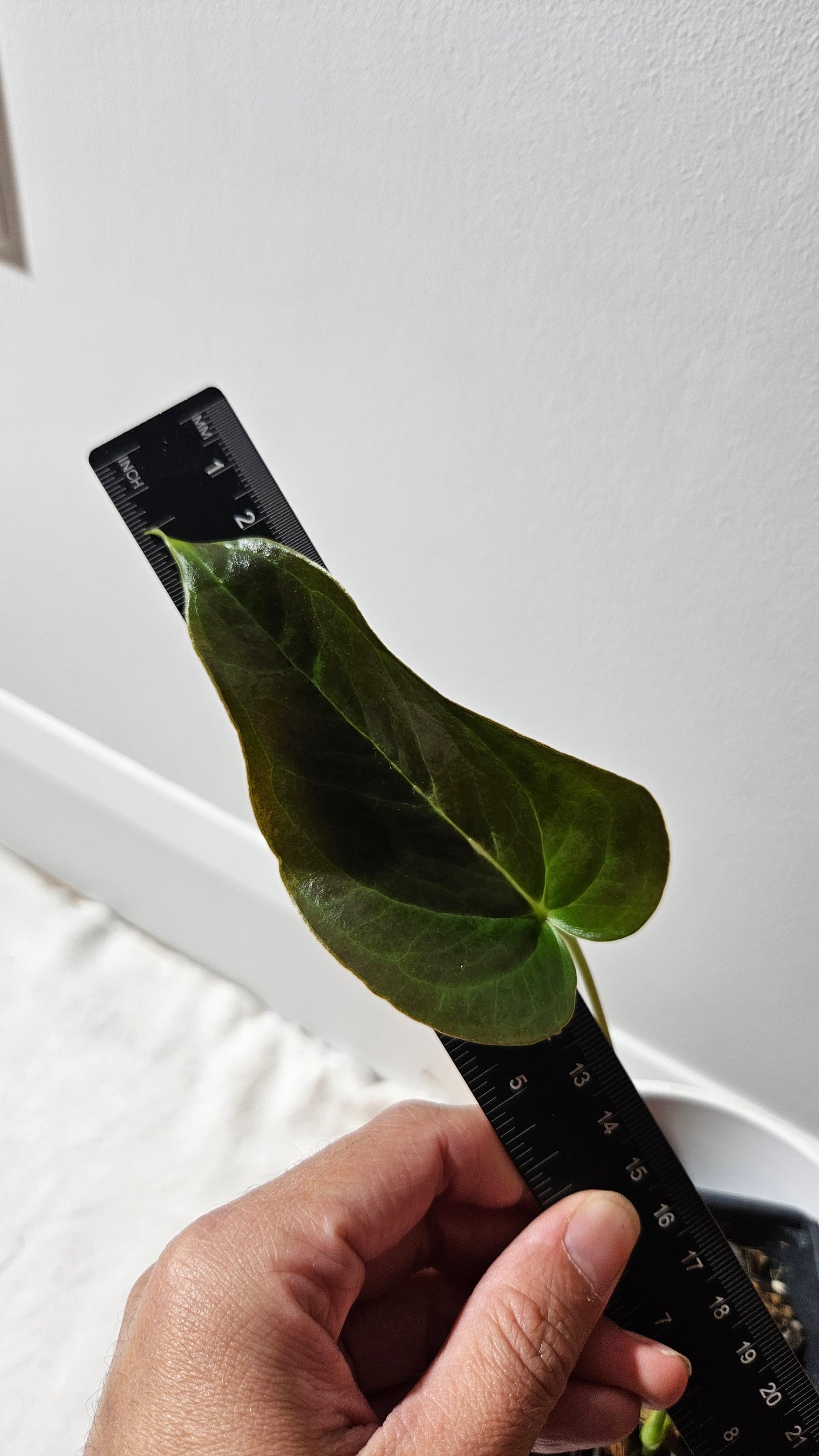 Anthurium Modeanum "format MOYEN" (ANT-495)