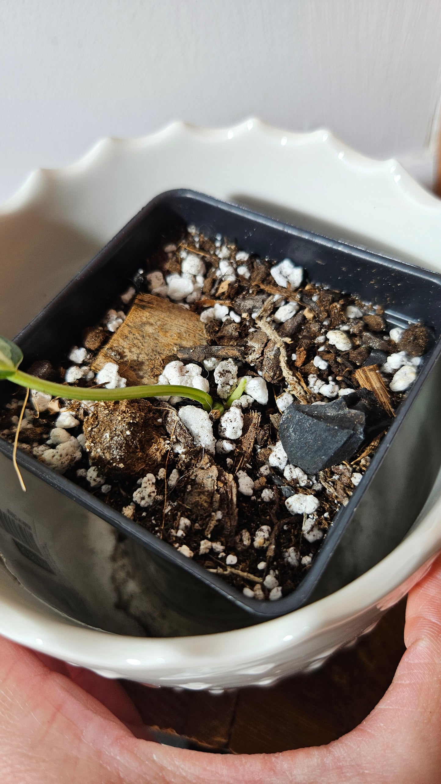 Philodendron Hederaceum Rio (PHI-820)