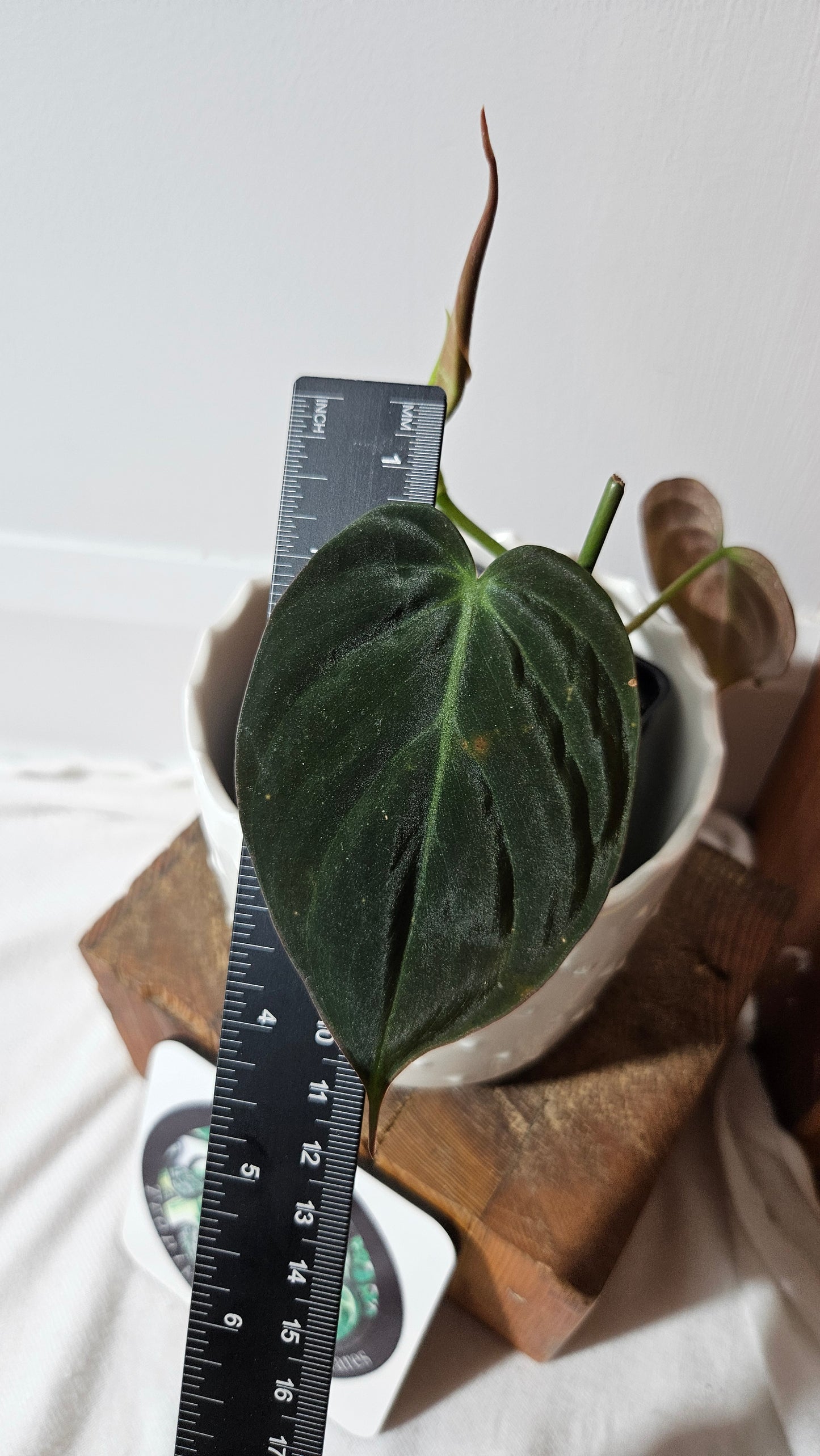 Philodendron Mican Var. REVERT (PHI-843)