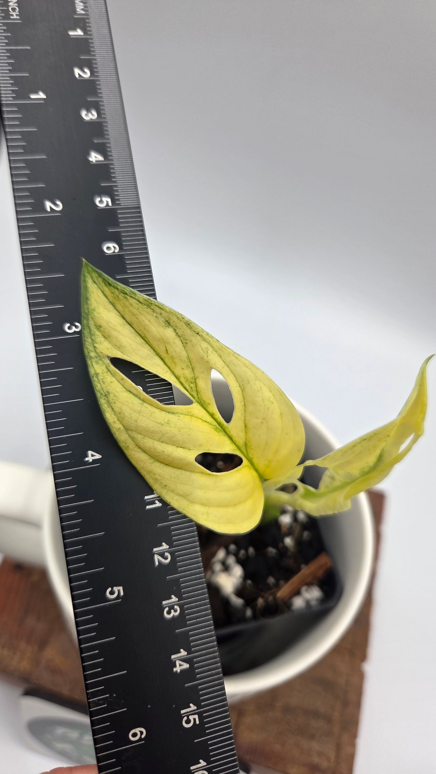Monstera Andasonii Archipelago Ghost (MON-562)