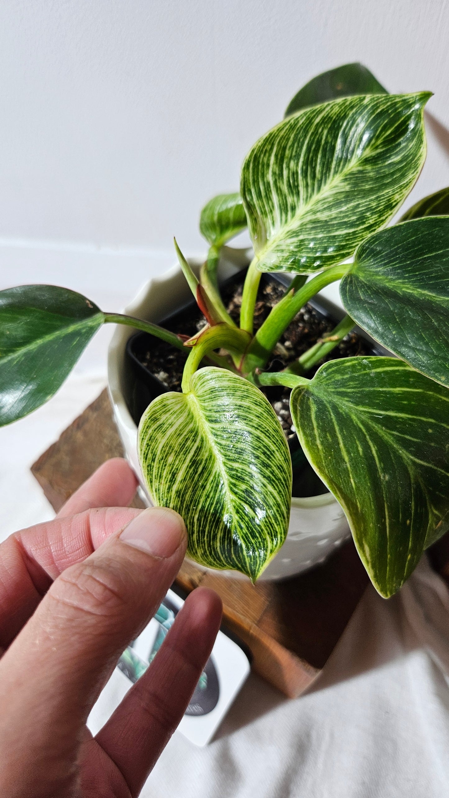 Philodendron Birkin (PHI-851)