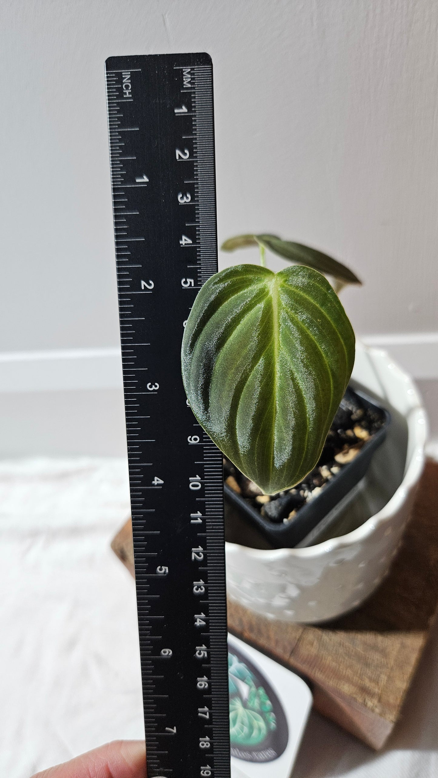 Philodendron Melanochrysum (PHI-862)