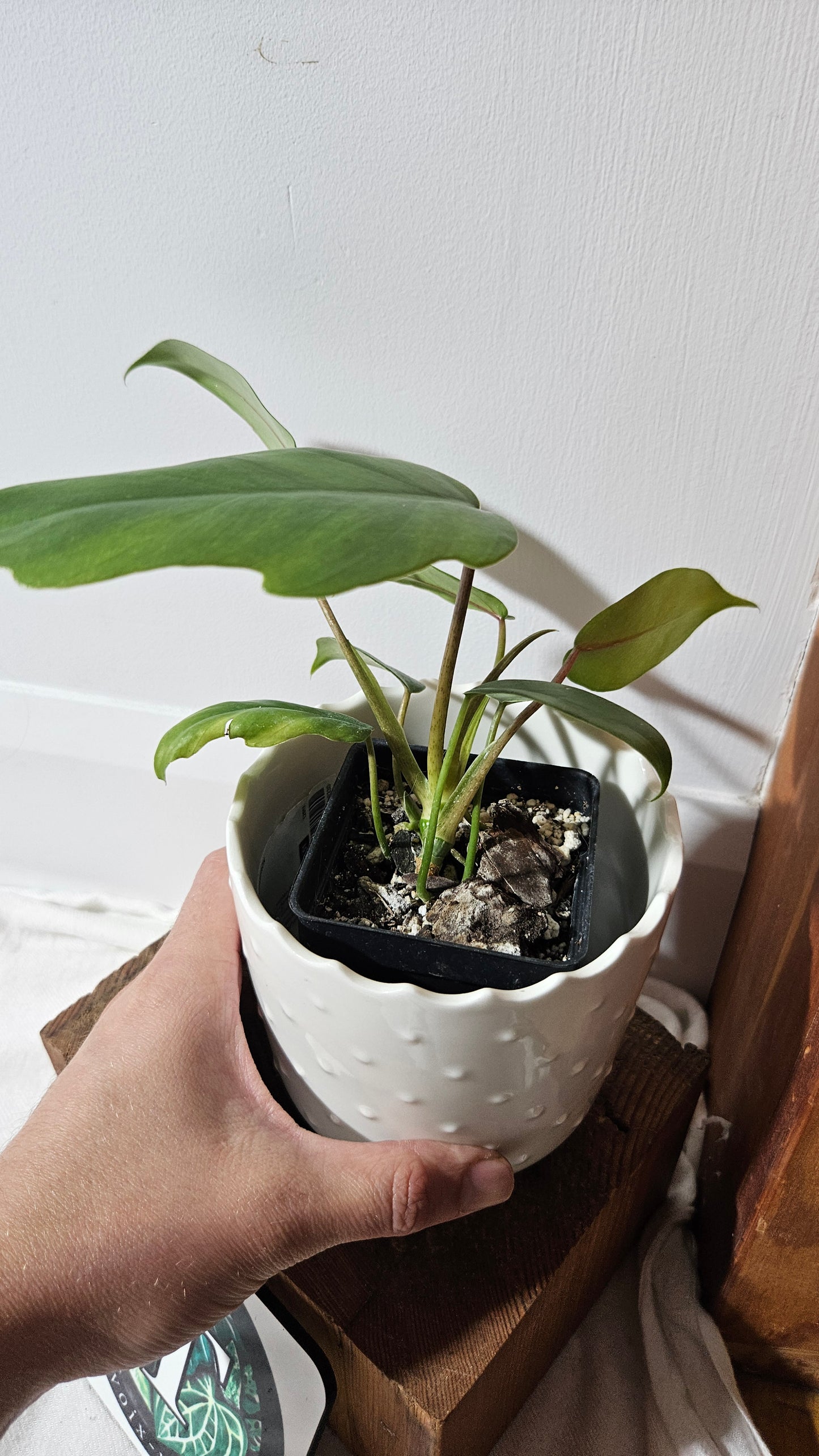 Philodendron Mayoi (PHI-854)