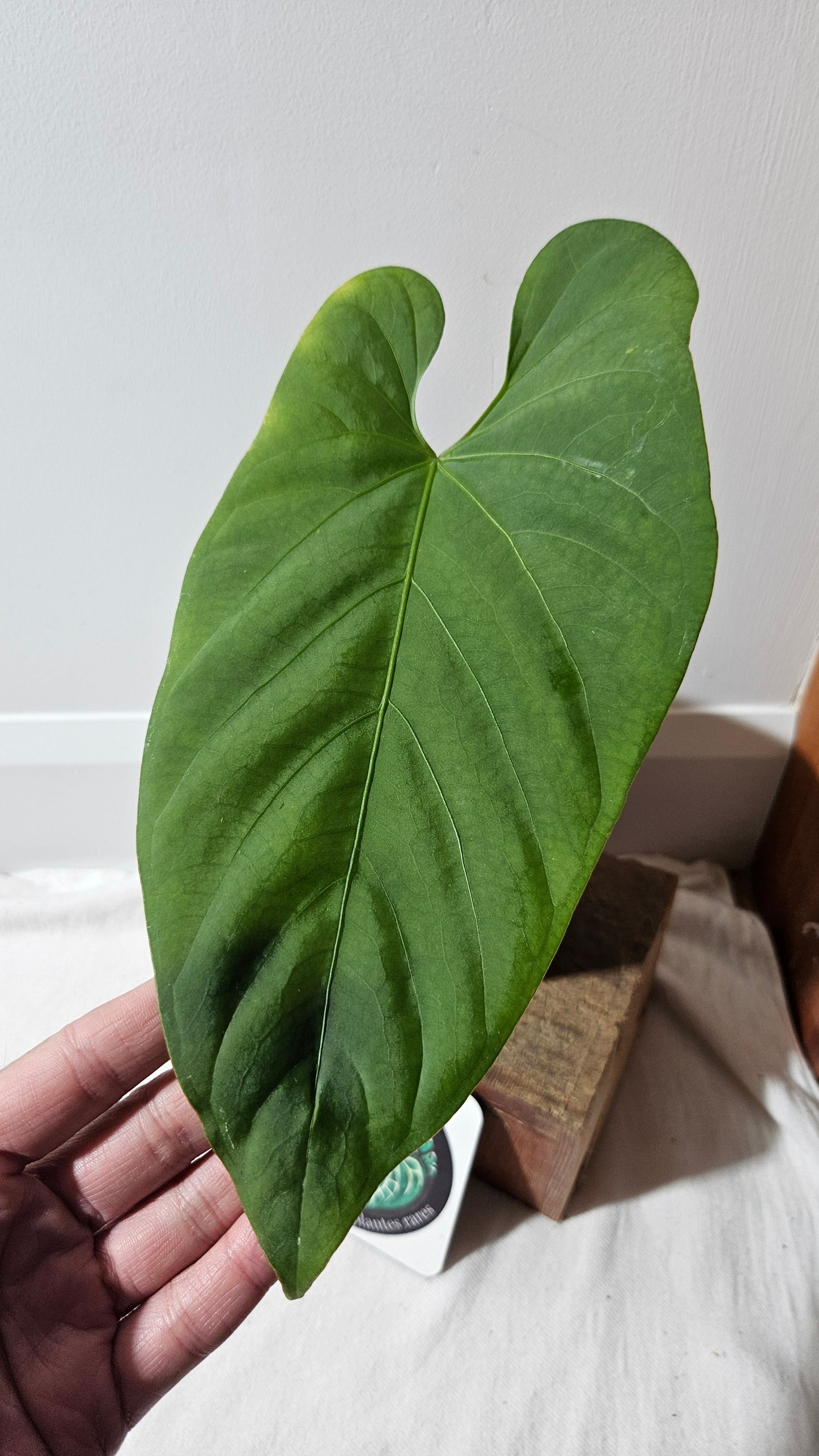 Anthurium Waterburyanum Aff El Salado "format LARGE" (ANT-478)