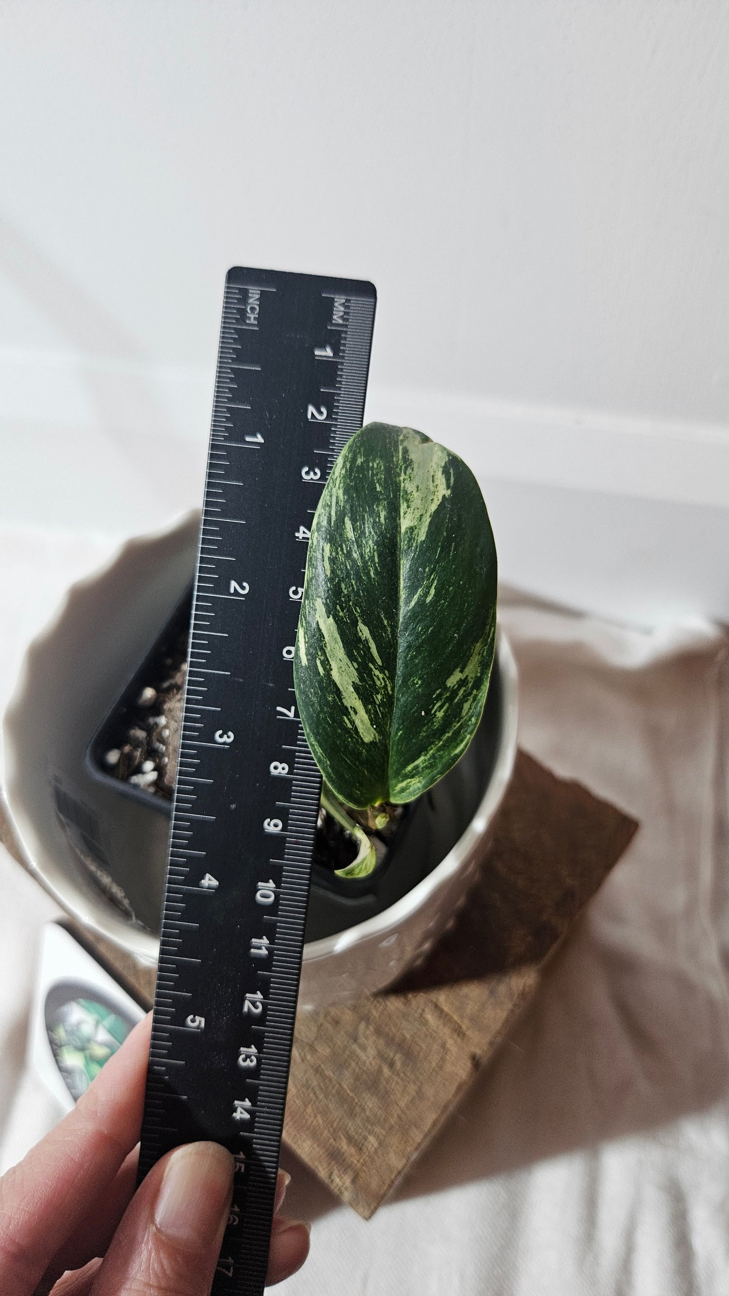 Rhaphidophora Elliptifolia Variegata (AUT-070)