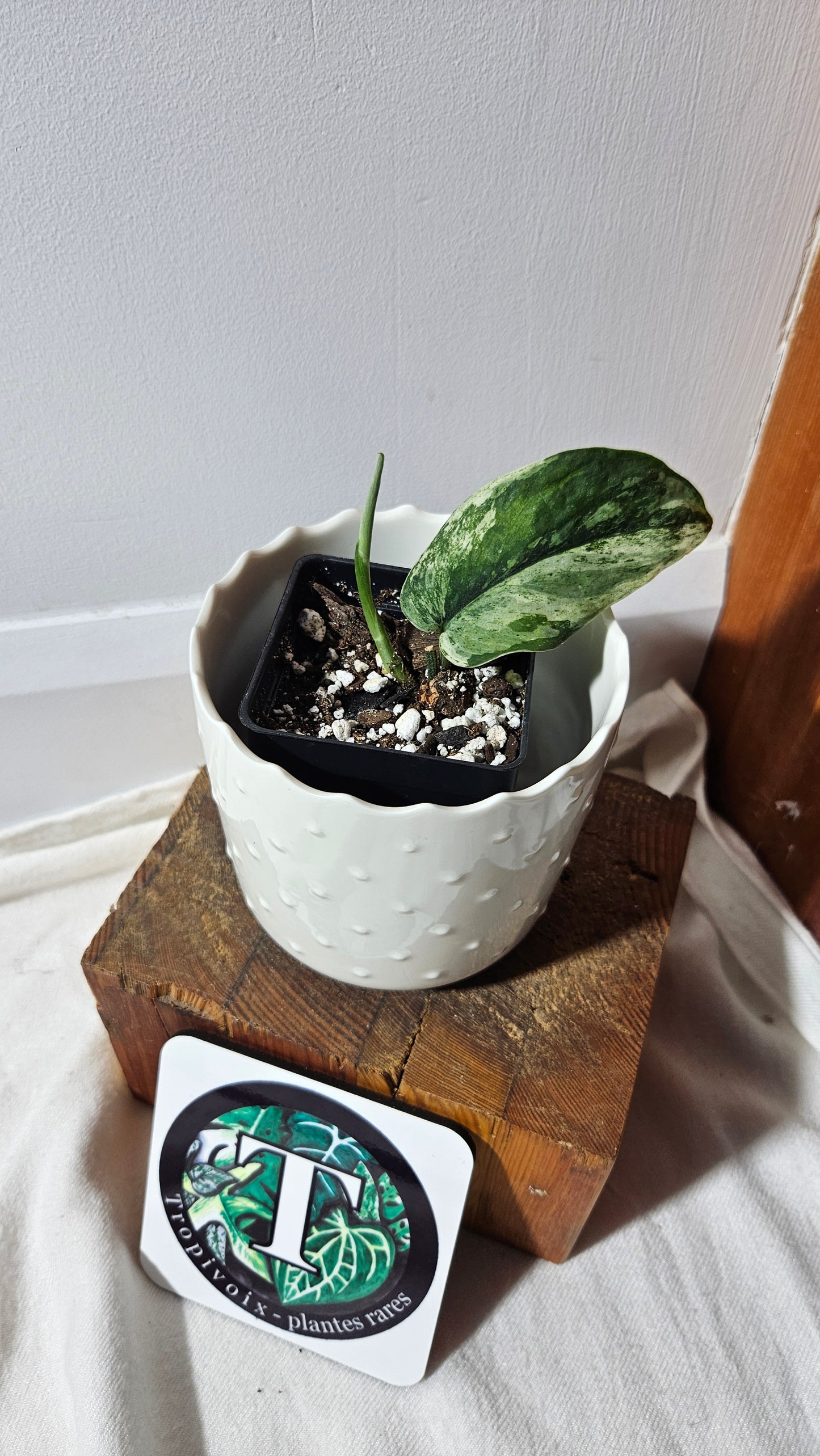 Scindapsus Silver Splash Variegata (SCI-776)