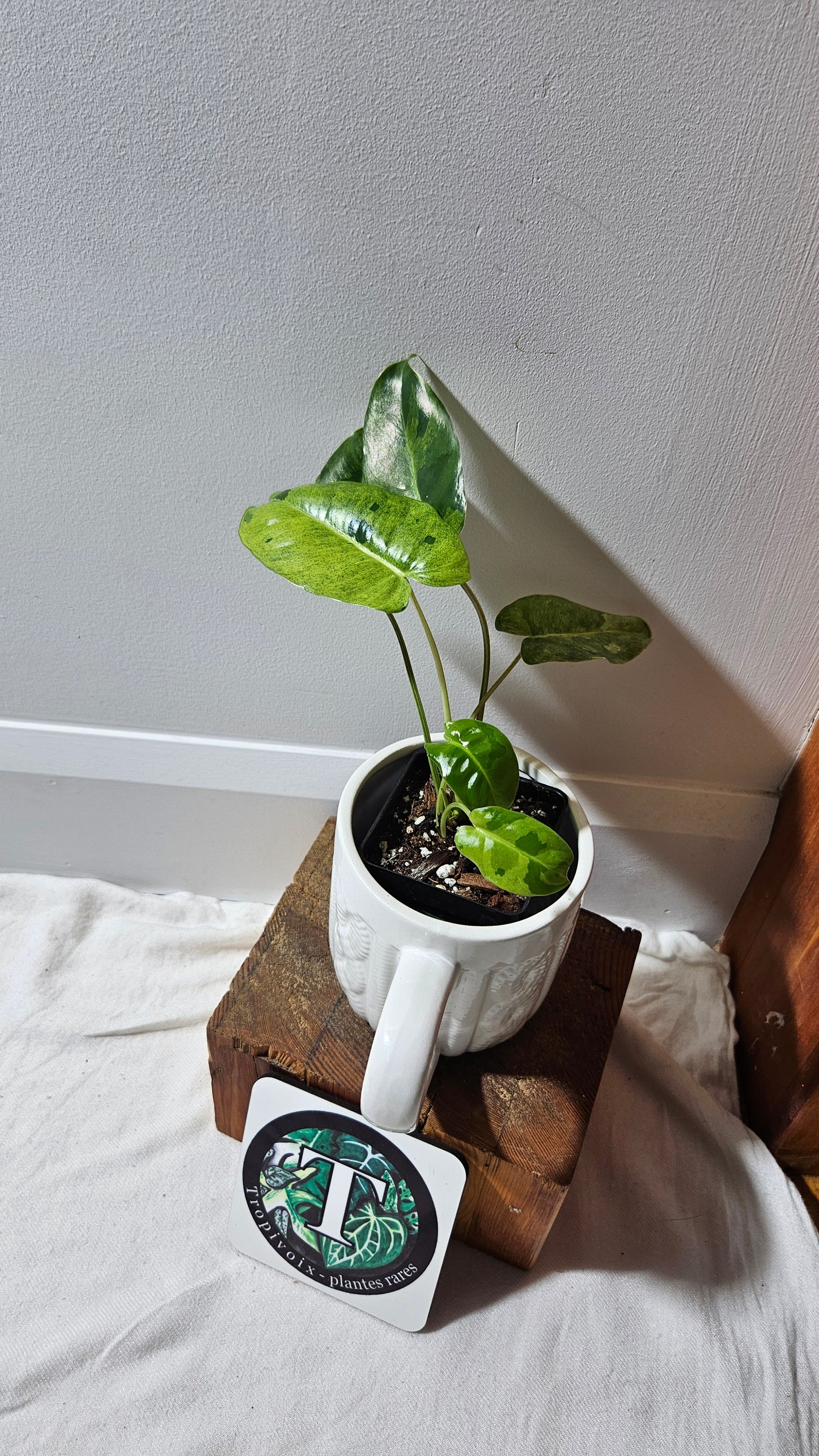 Philodendron BurleMarx Variegata X Paraiso Verde (PHI-914)