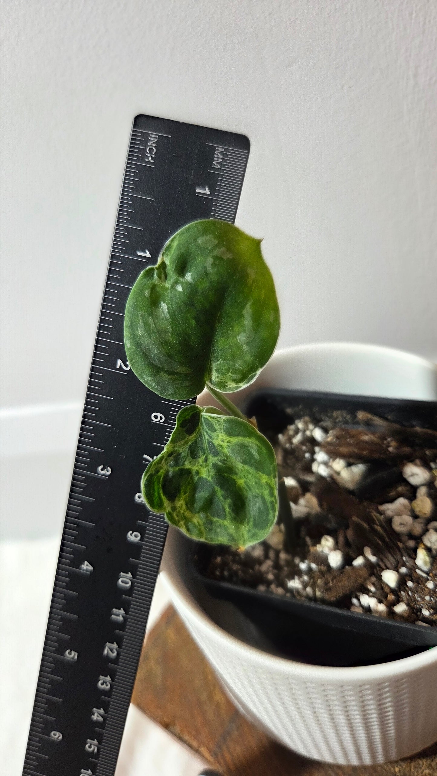 Scindapsus Argyraeus Mejile (SCI-1381)