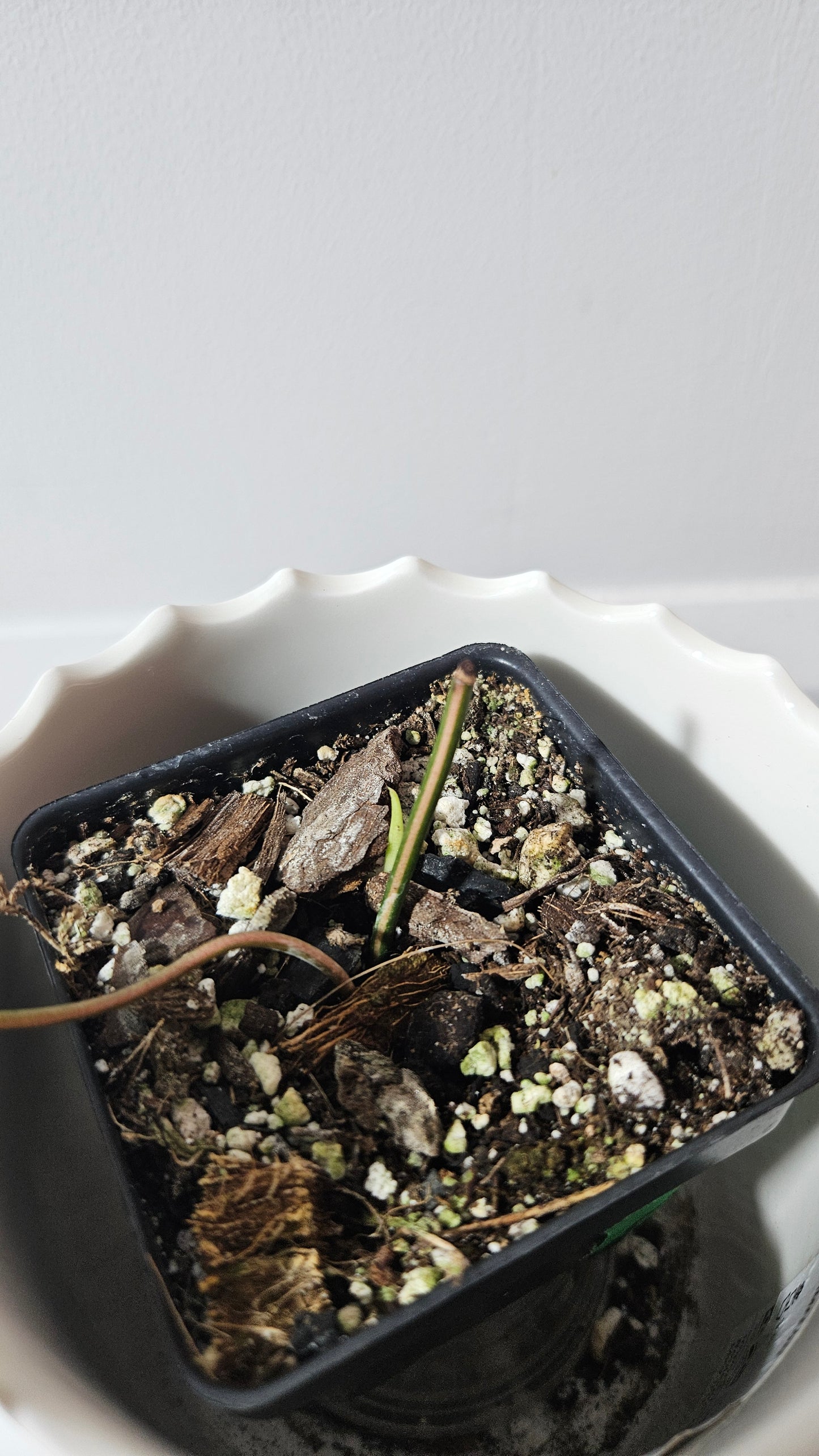Philodendron Mican Variegata (PHI-861)